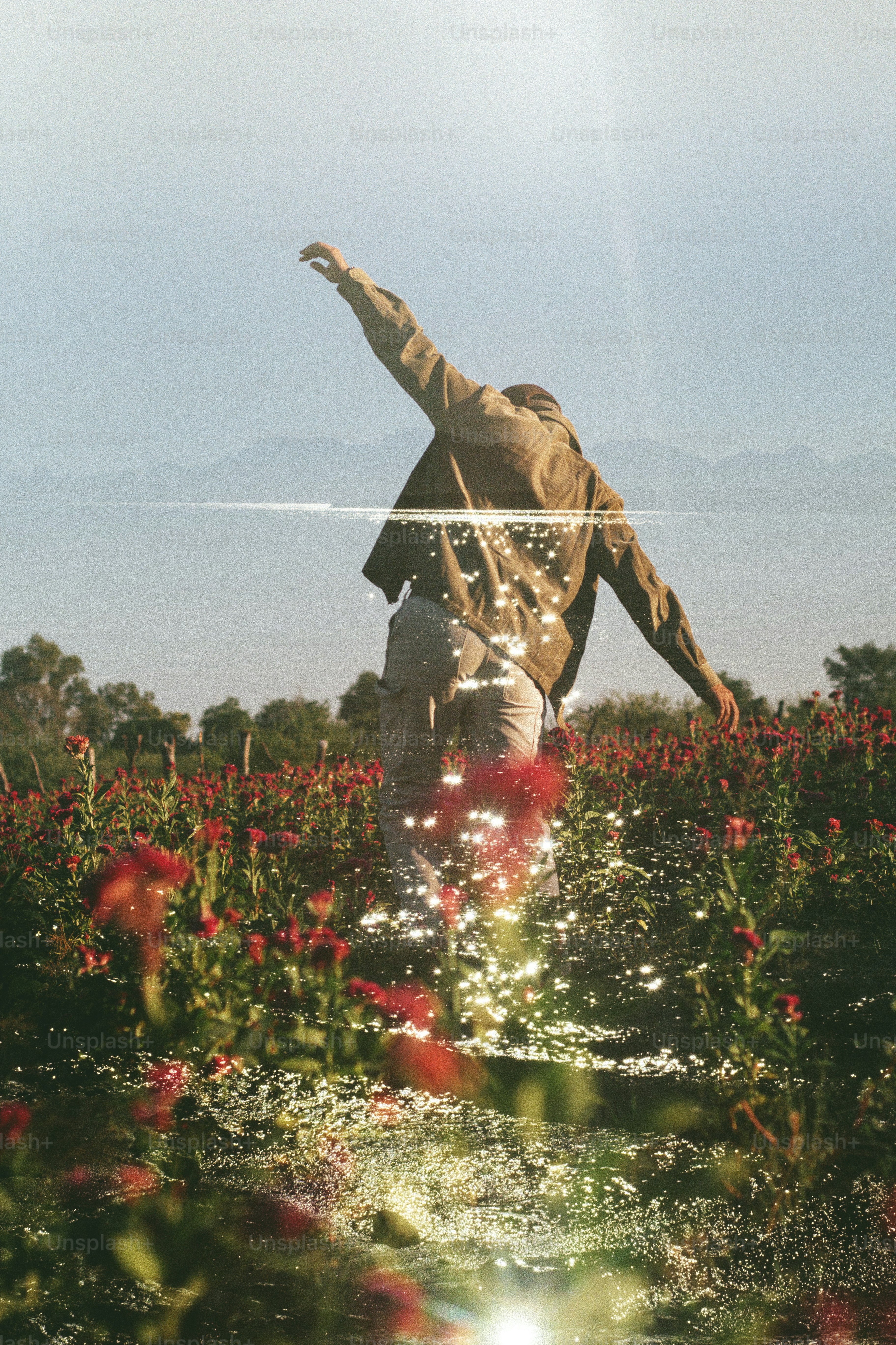 Pessoa andando por um campo de flores vermelhas.