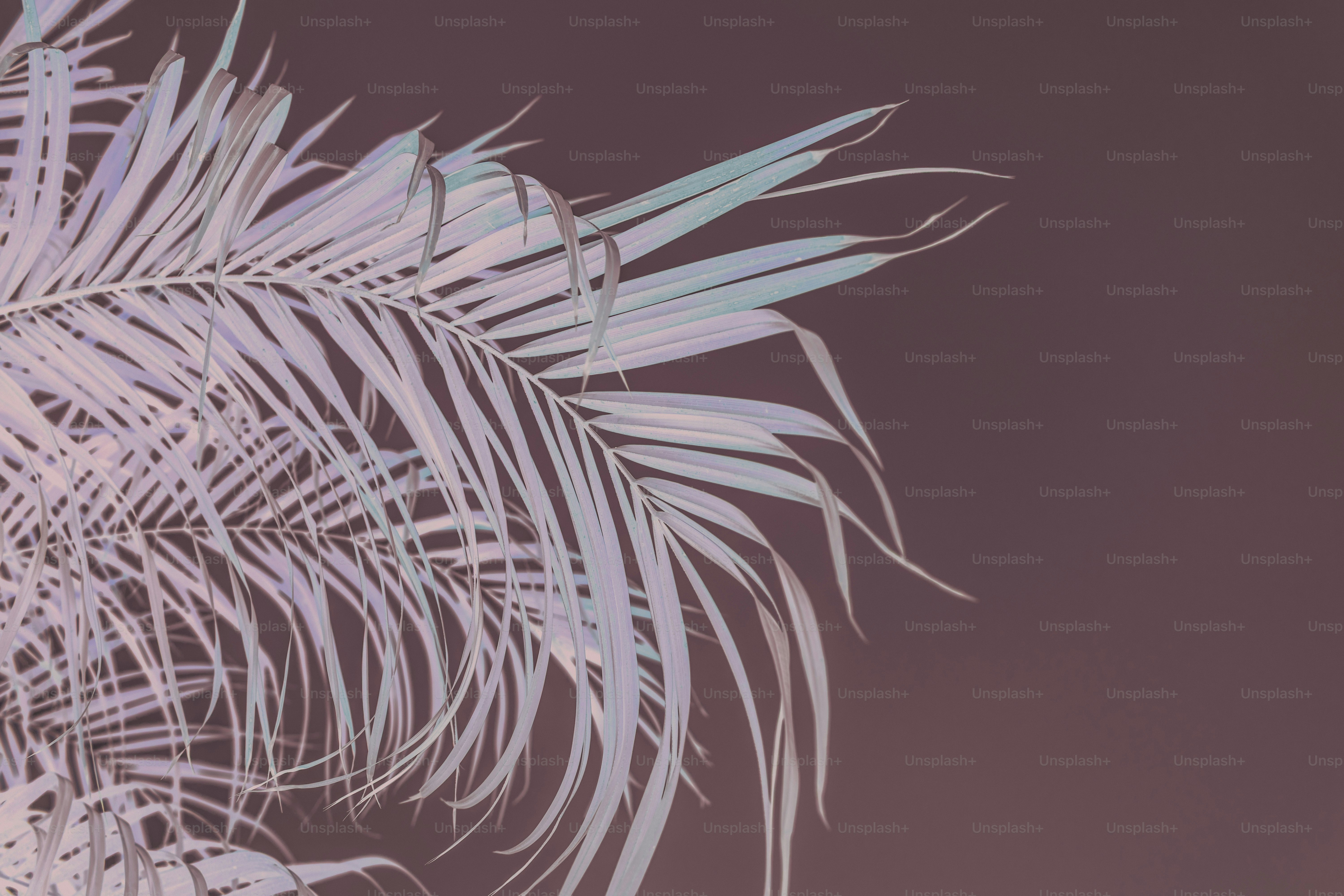 Hojas de palma pálidas sobre un fondo oscuro