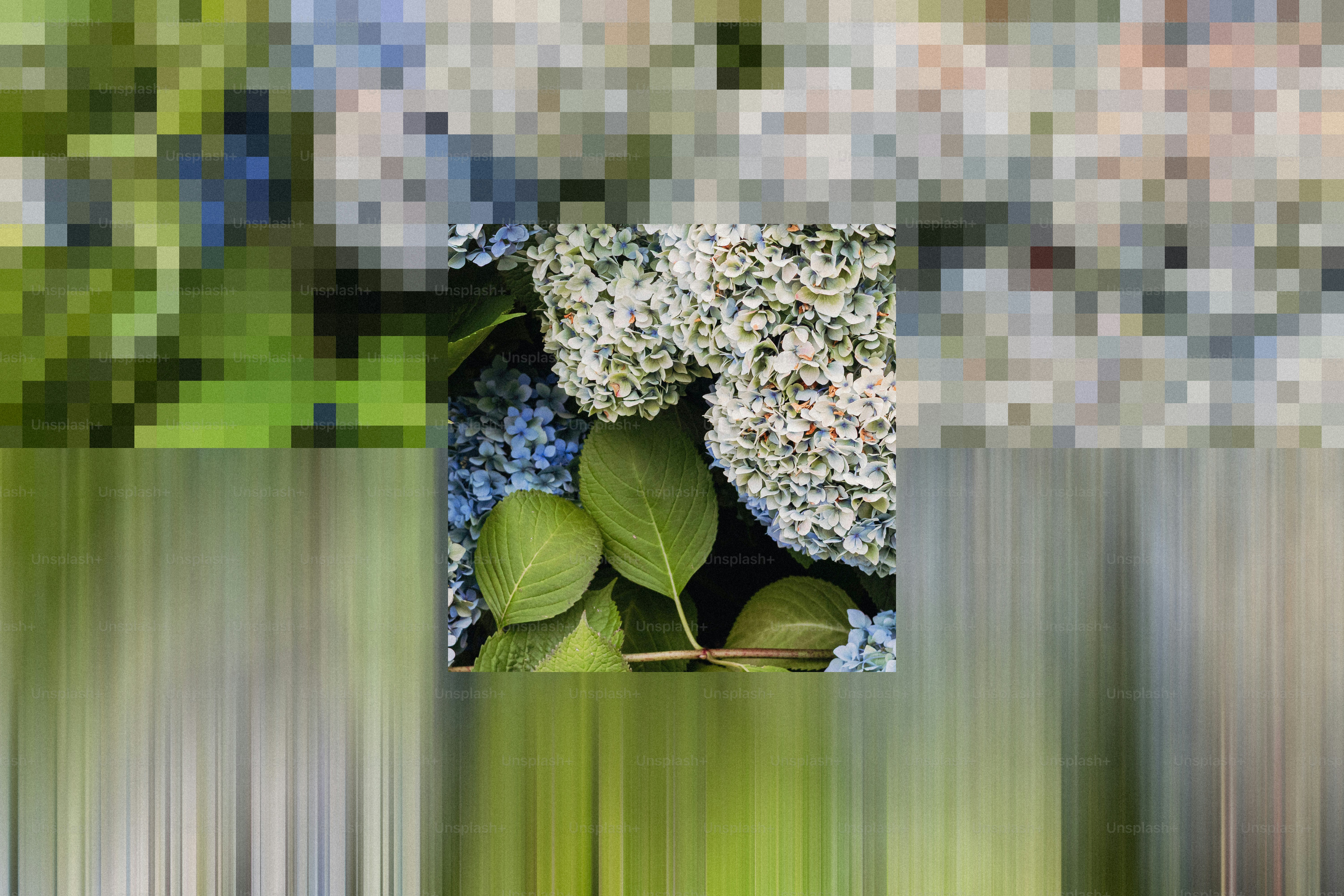 Close up of white and blue hydrangeas with green leaves.