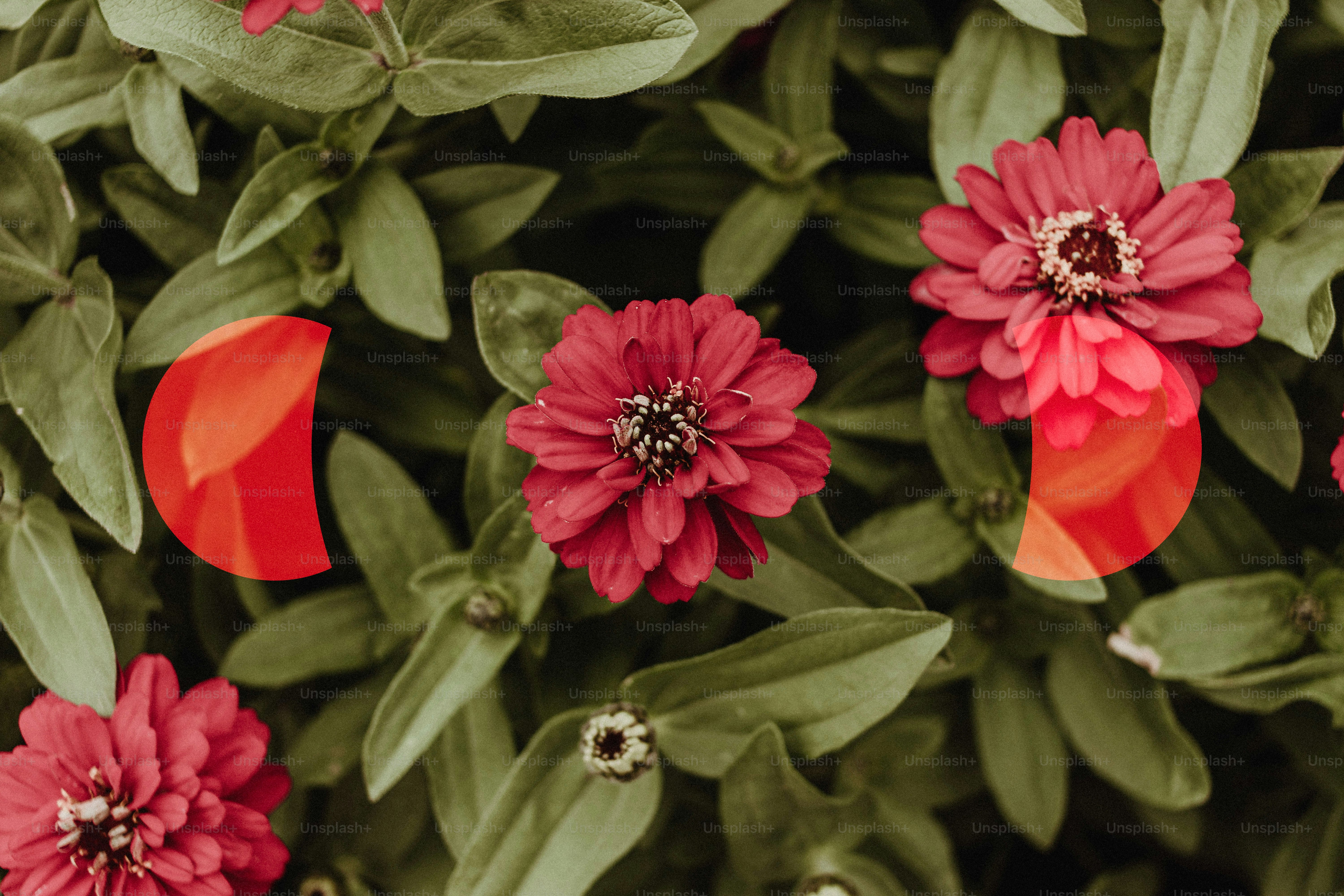 Tres flores rosadas con superposiciones circulares rojas.