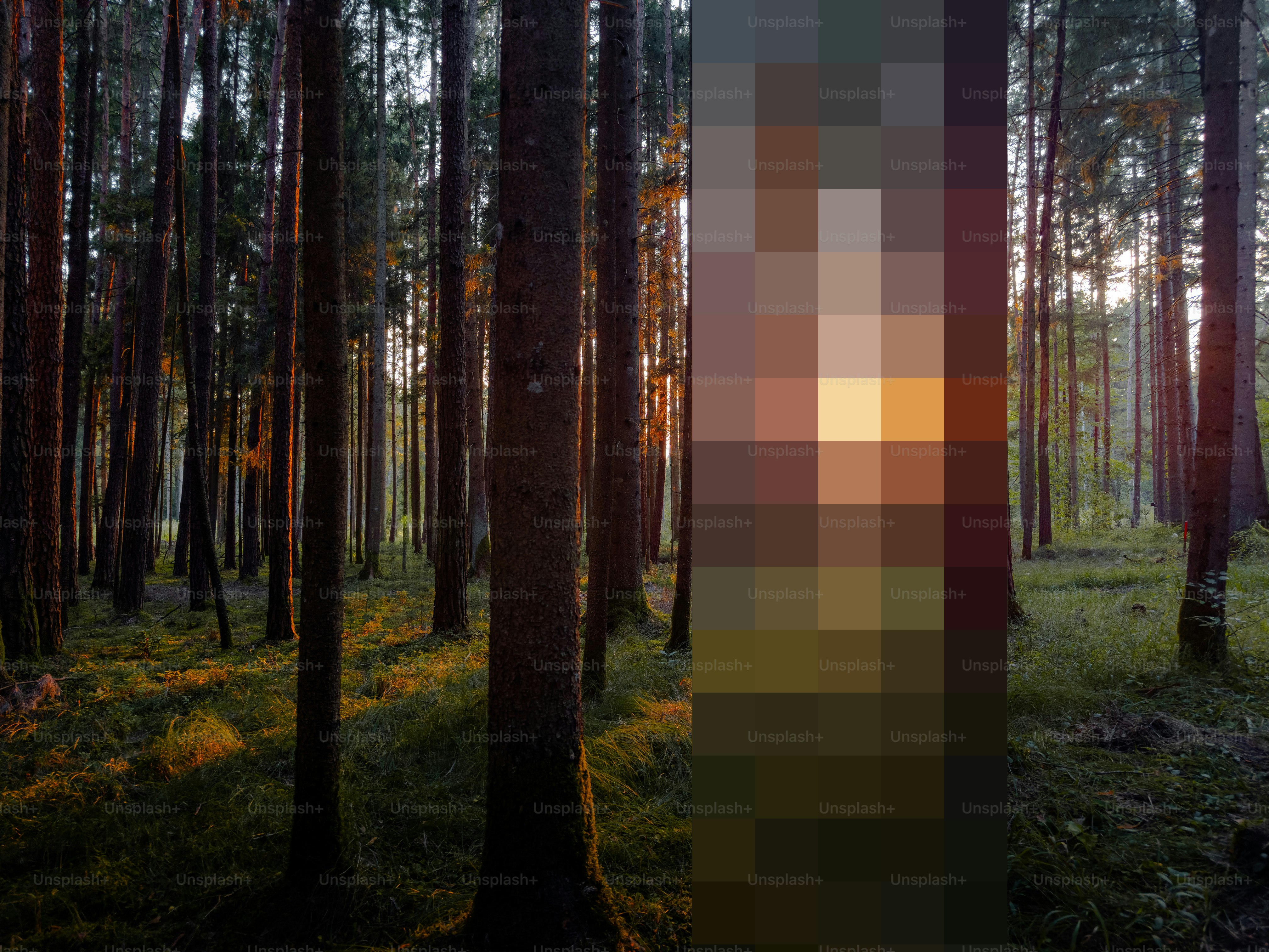 Sunlight filters through a forest with pixelated tree photo – Wallpaper ...