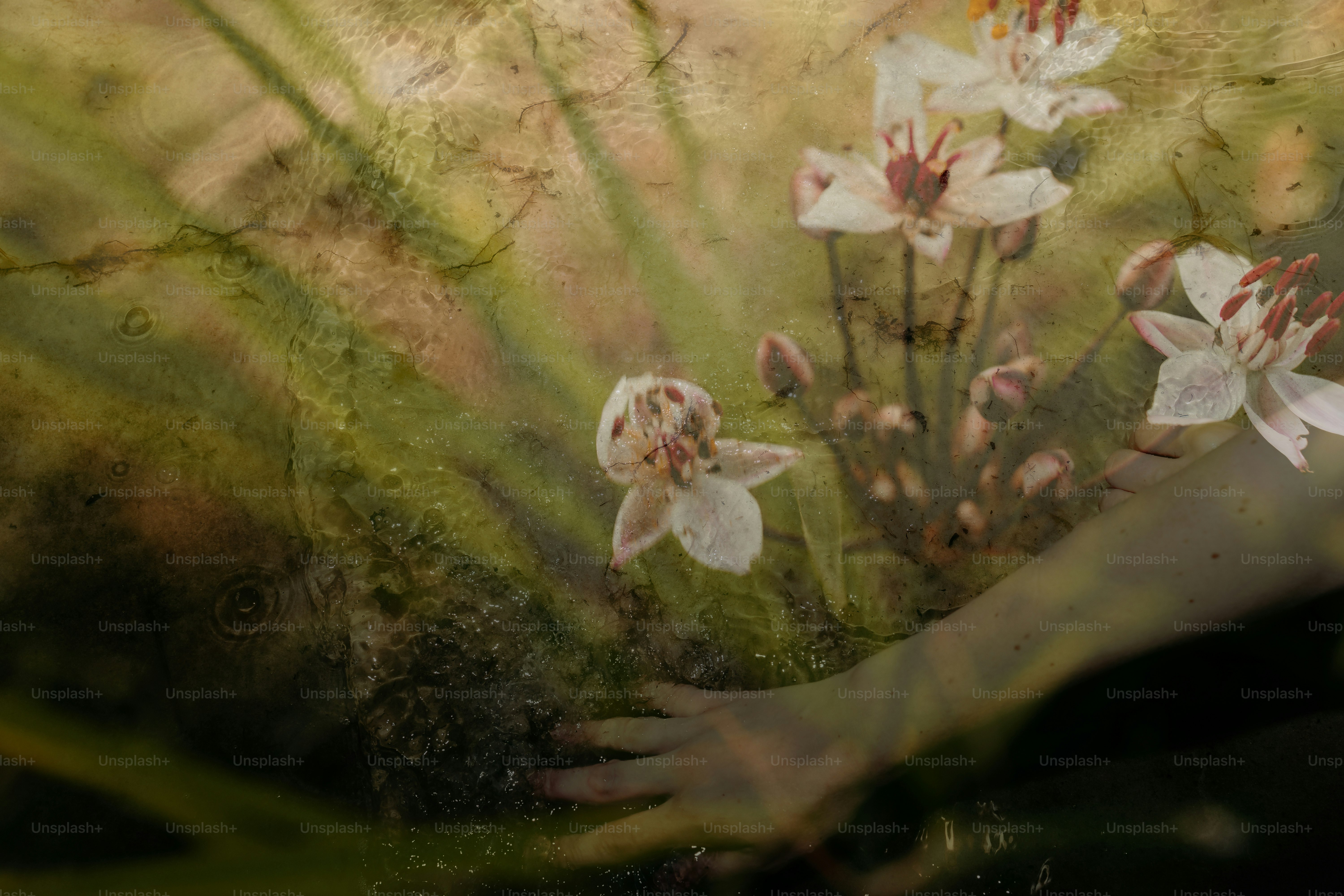 Hand greift nach zarten weißen Blüten in der Natur.