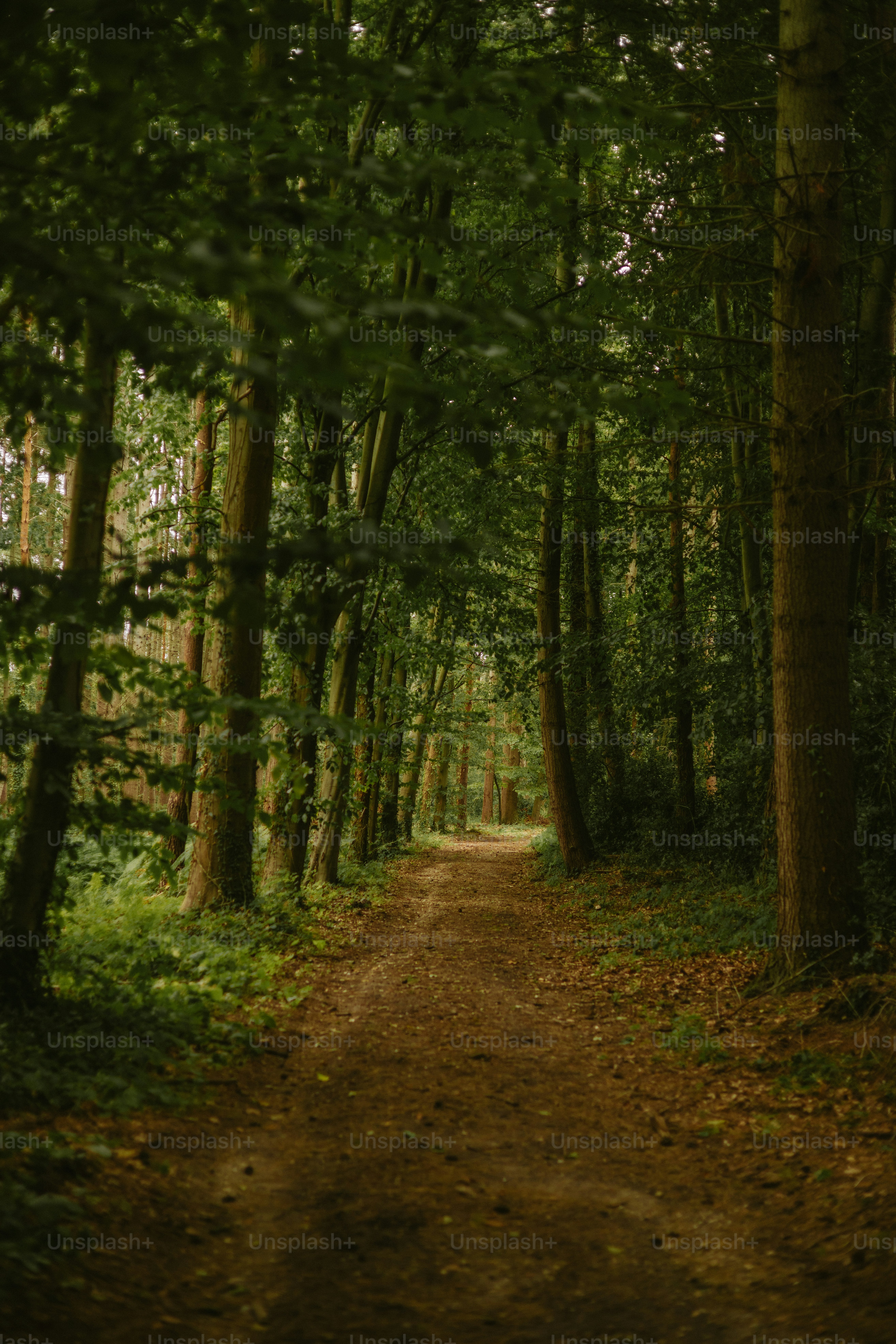 A dirt path leads through a dense green forest photo – Forest Image on ...