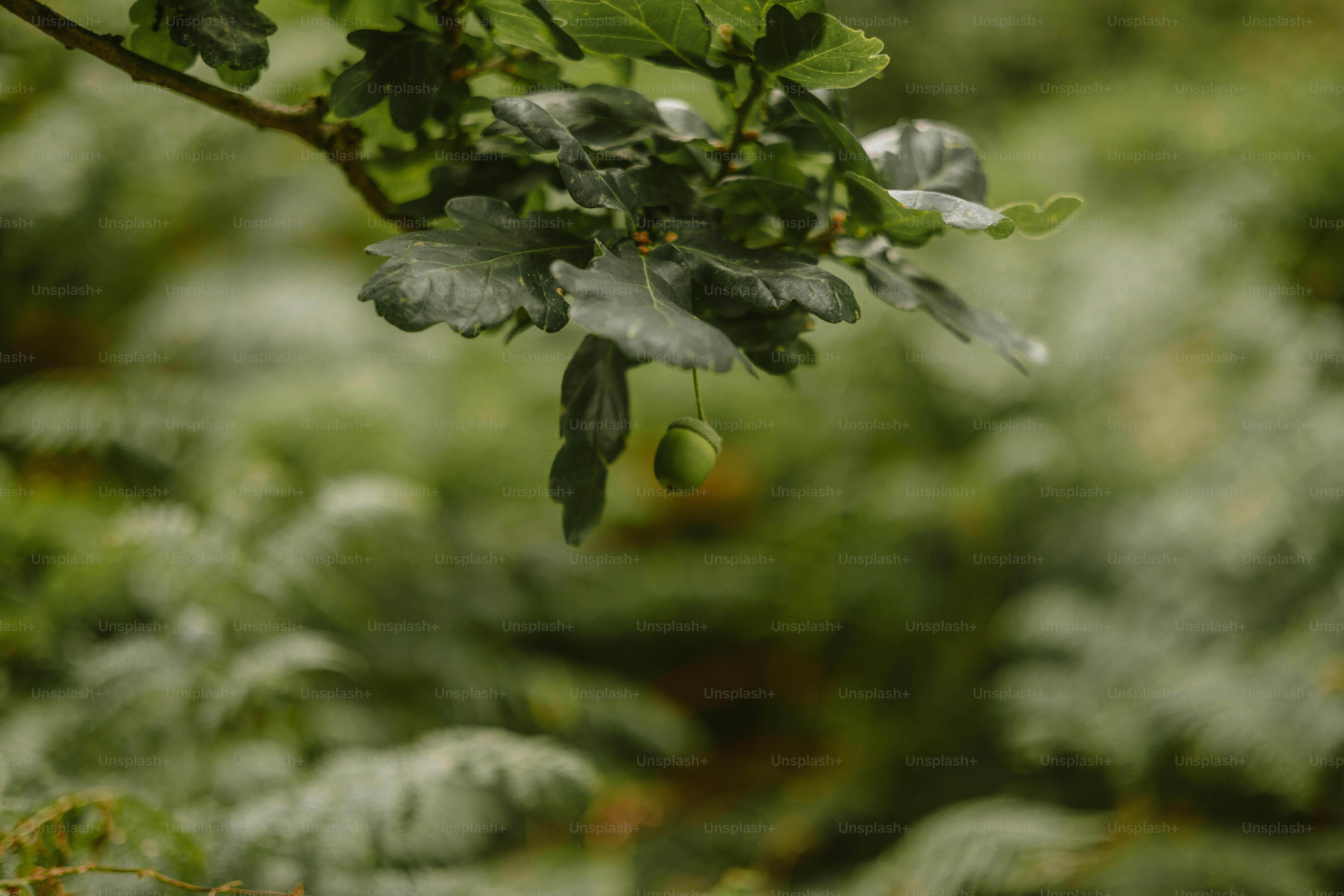 A single green berry hangs from a branch.