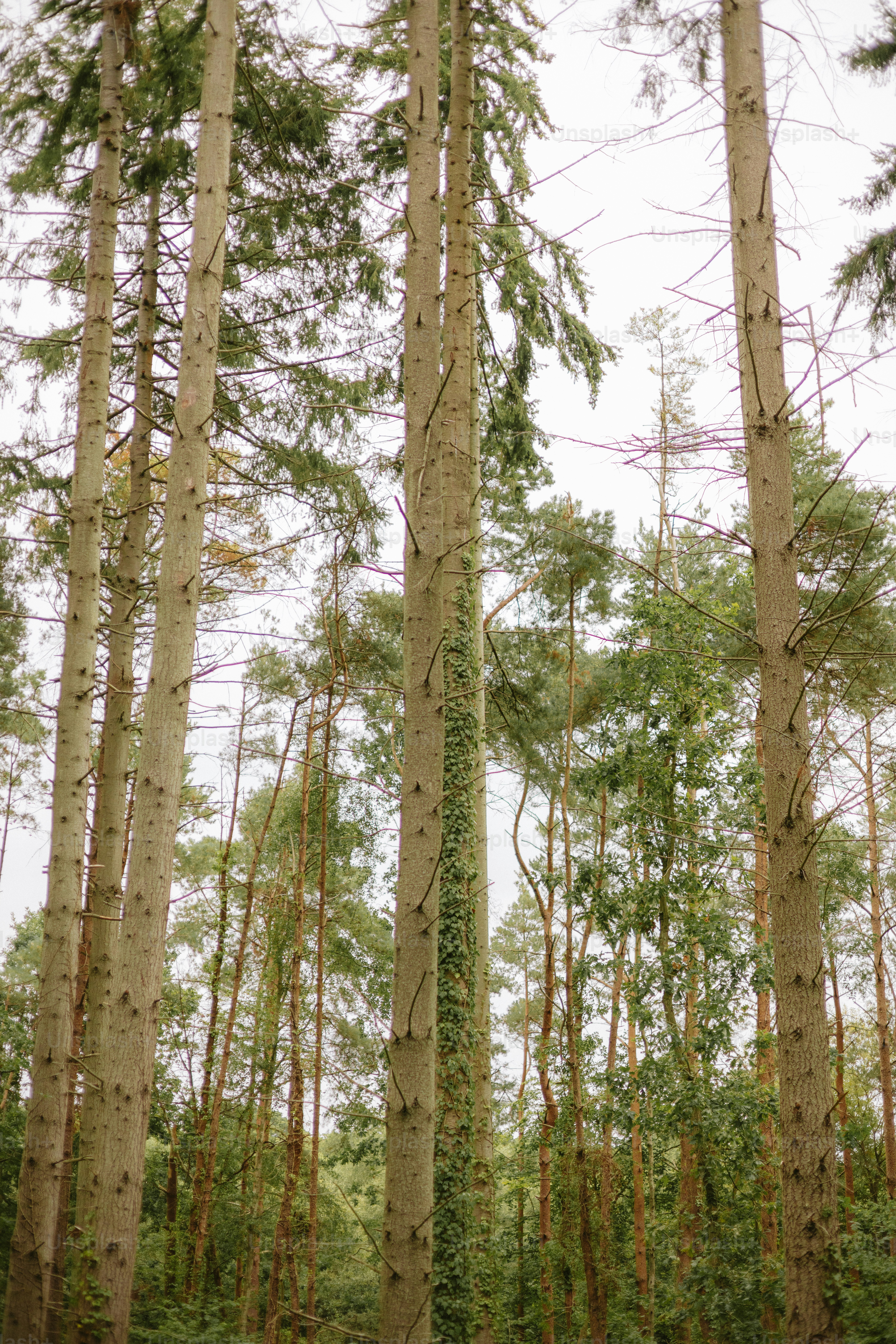 Tall trees with green foliage in a forest