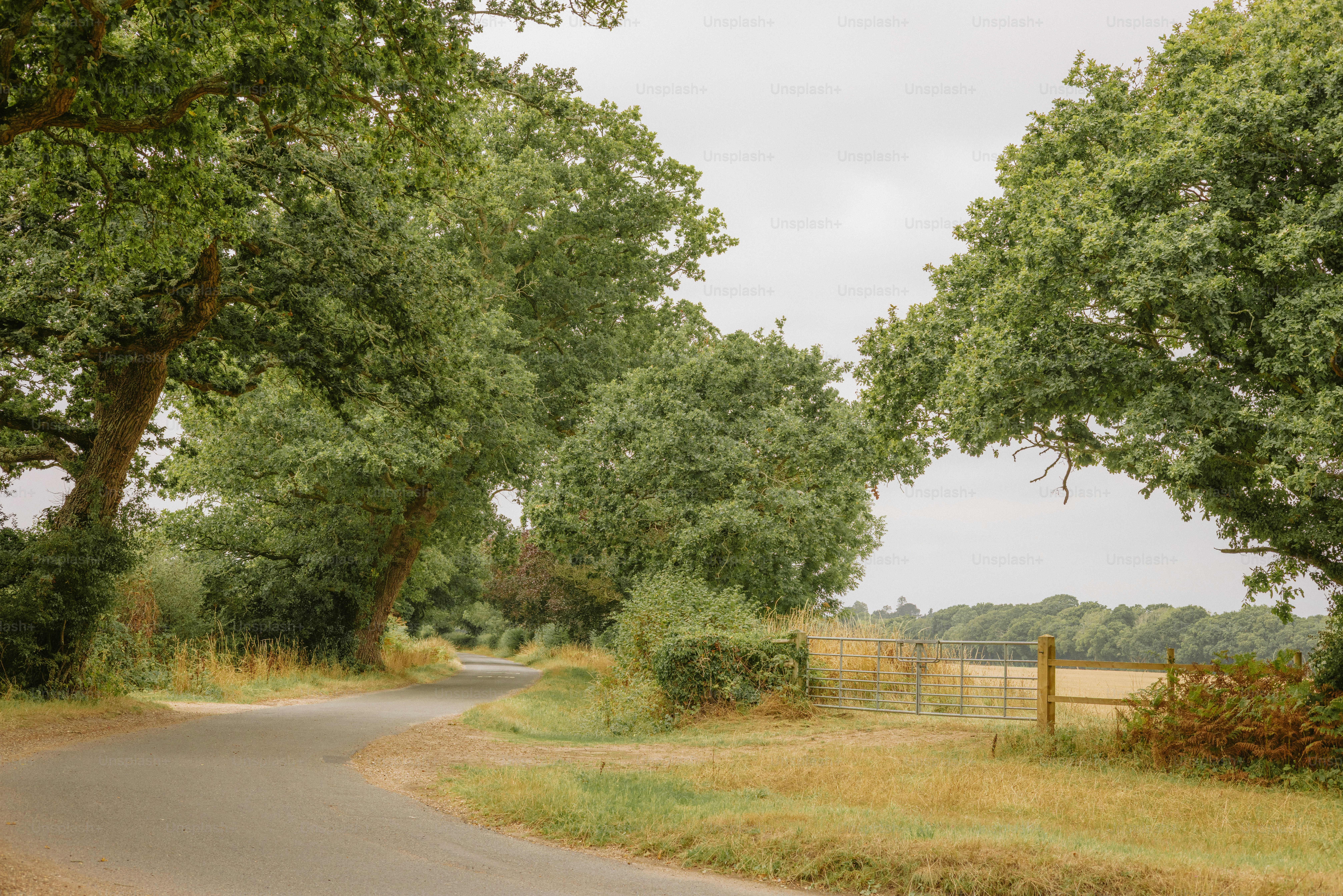 A winding country road lined with green trees.