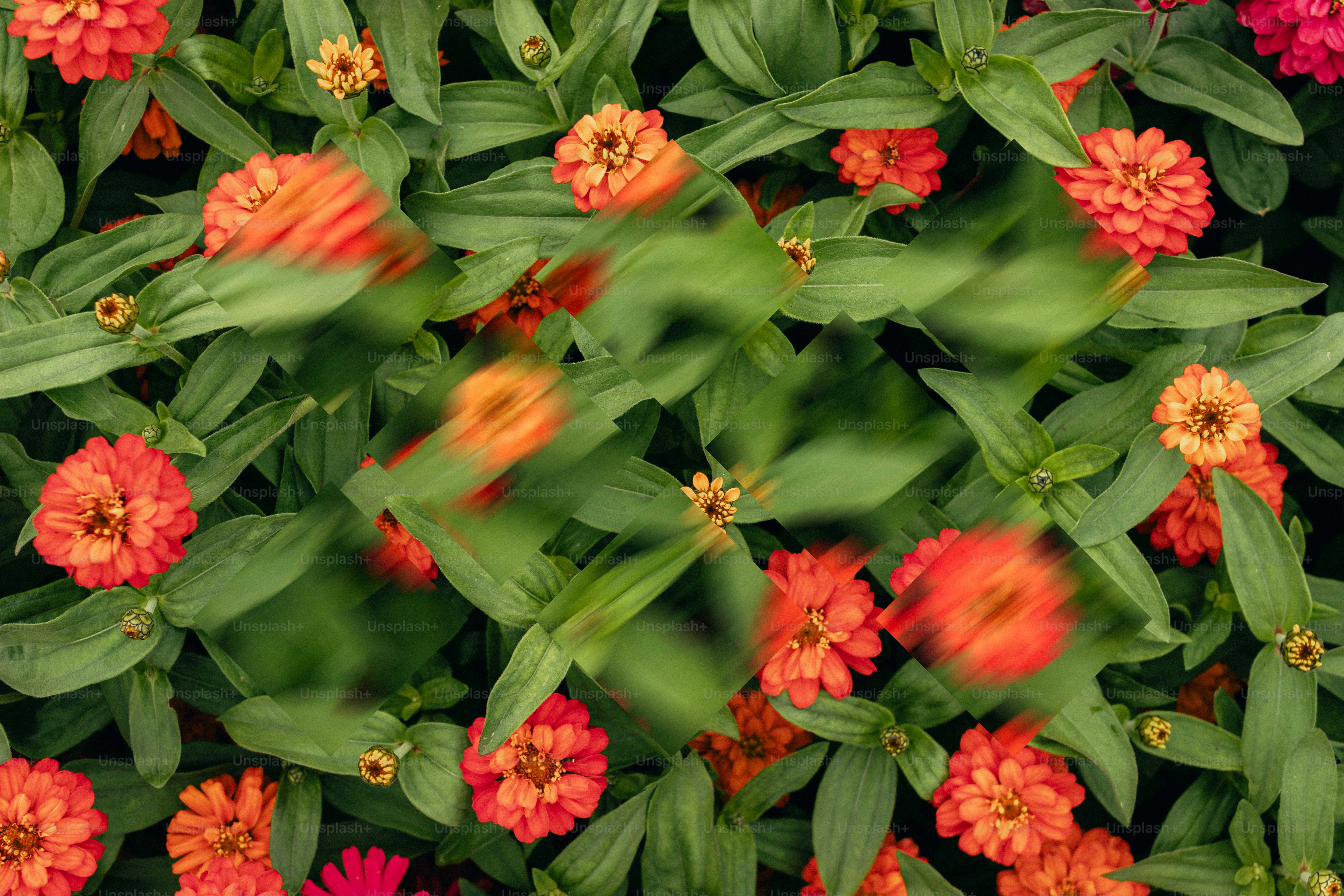 Las zinnias naranjas florecen entre el follaje verde