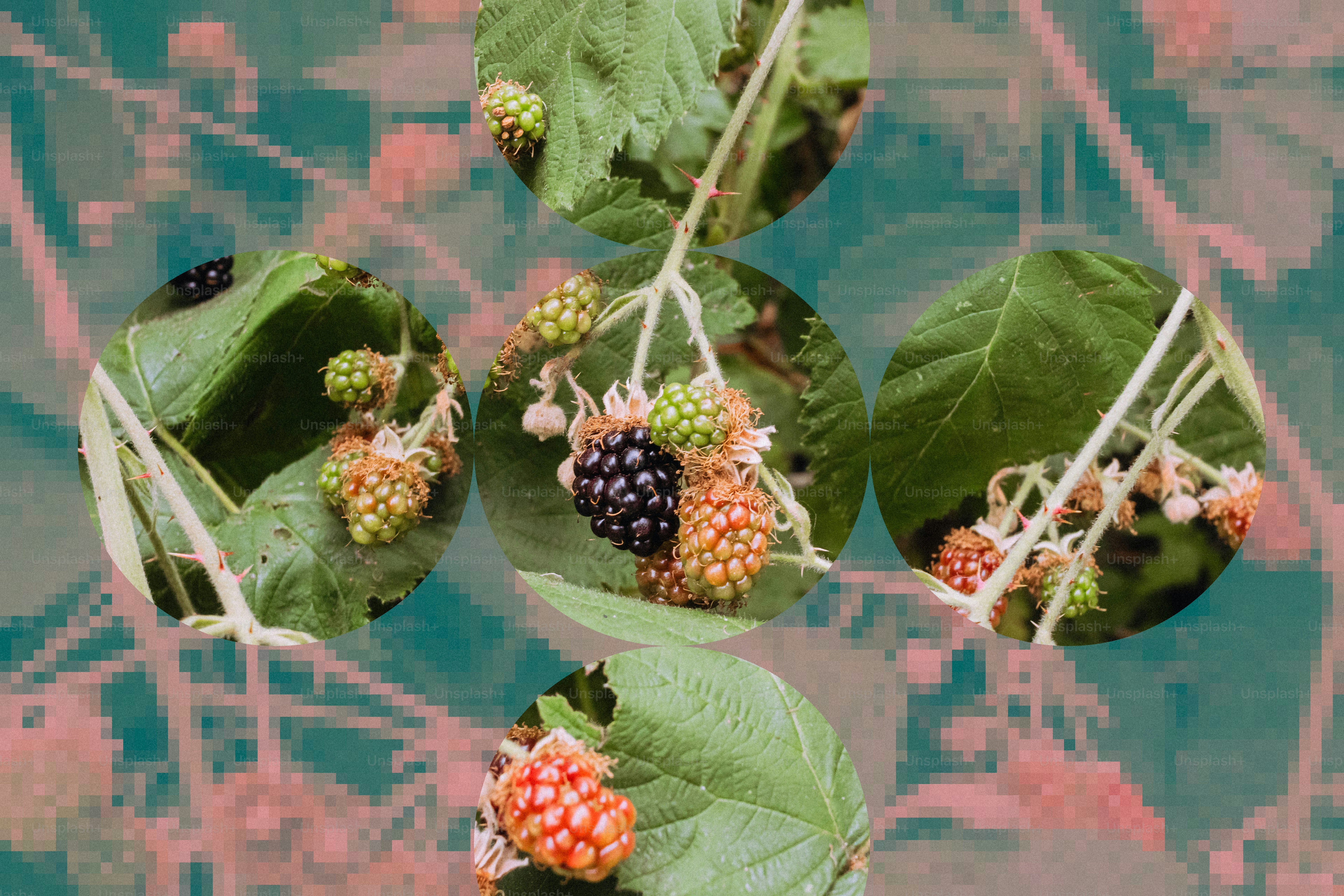 Moras en la vid con hojas