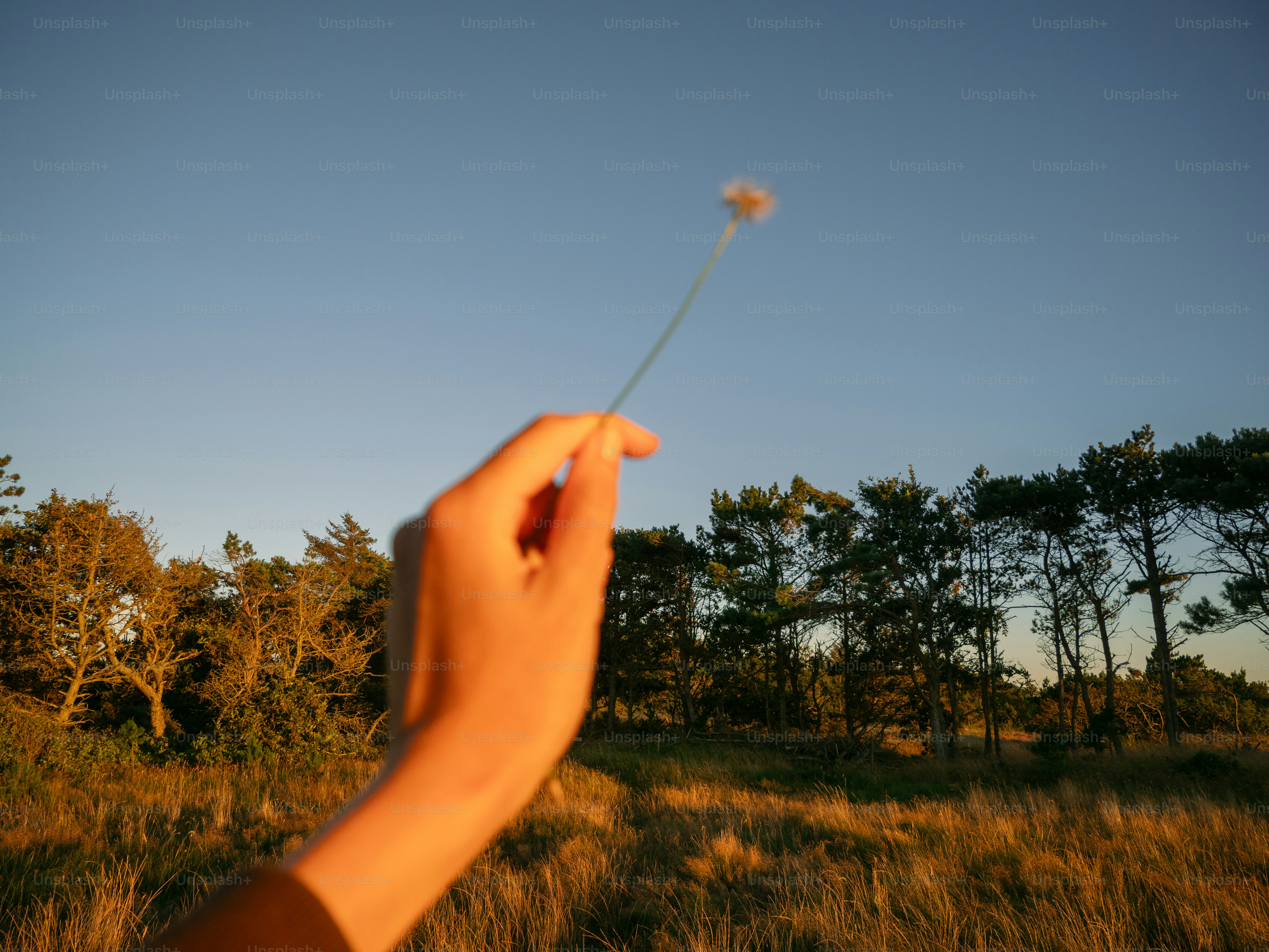 Hand holding a delicate flower against a clear sky.