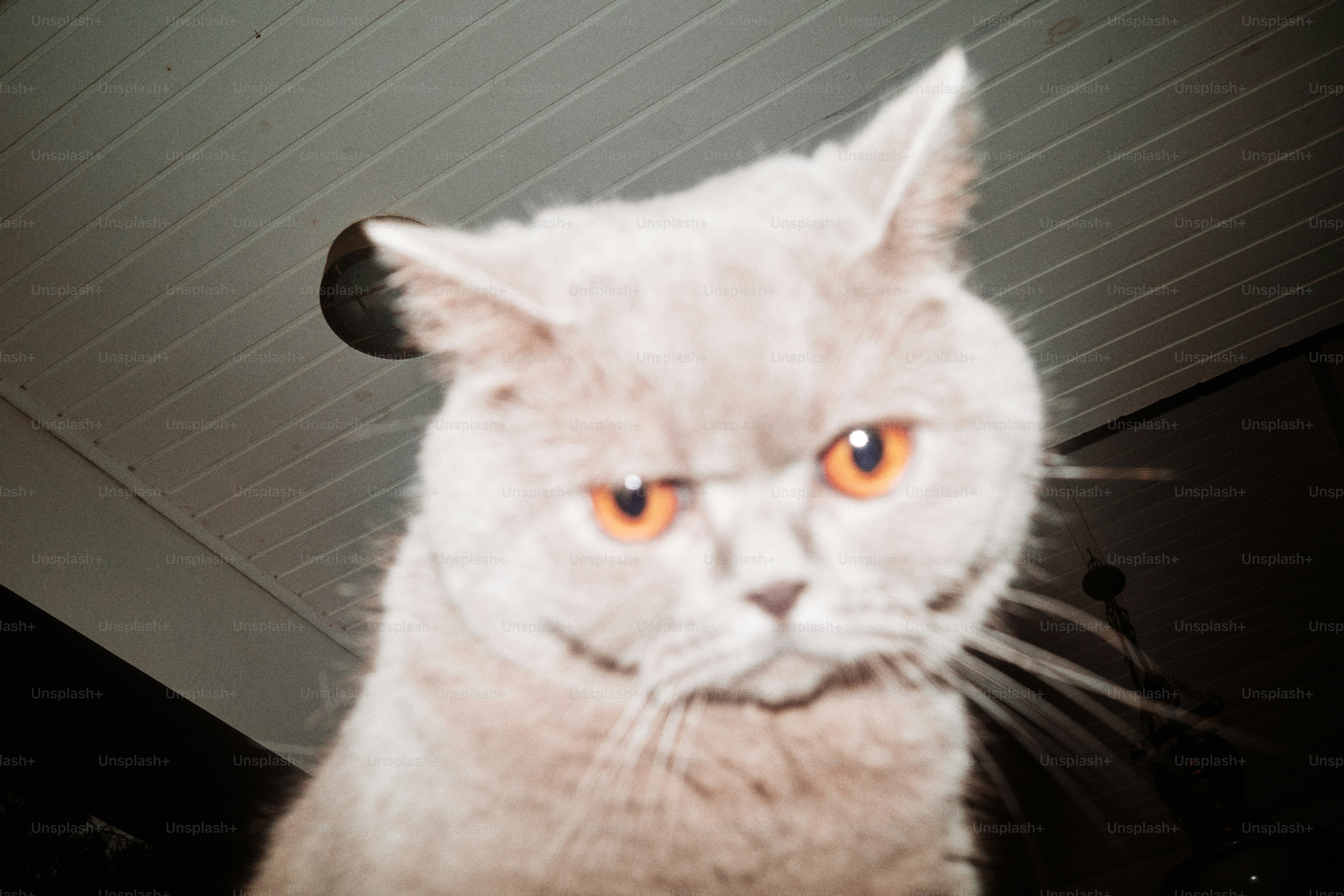 premium_photo-1755515998717-1b32c0abf7af?ixid=M3wxMjA3fDB8MXxzZWFyY2h8NXx8JUQwJUJBJUQxJTgzJUQwJUJGJUQwJUI4JUQxJTgyJUQxJThDJTIwJUQwJUJBJUQwJUJFJUQwJUJBJUQwJUIwJUQwJUI4JUQwJUJEfGVufDB8fHx8MTc2ODc5NTU3NHww\u0026ixlib=rb-4.1.0