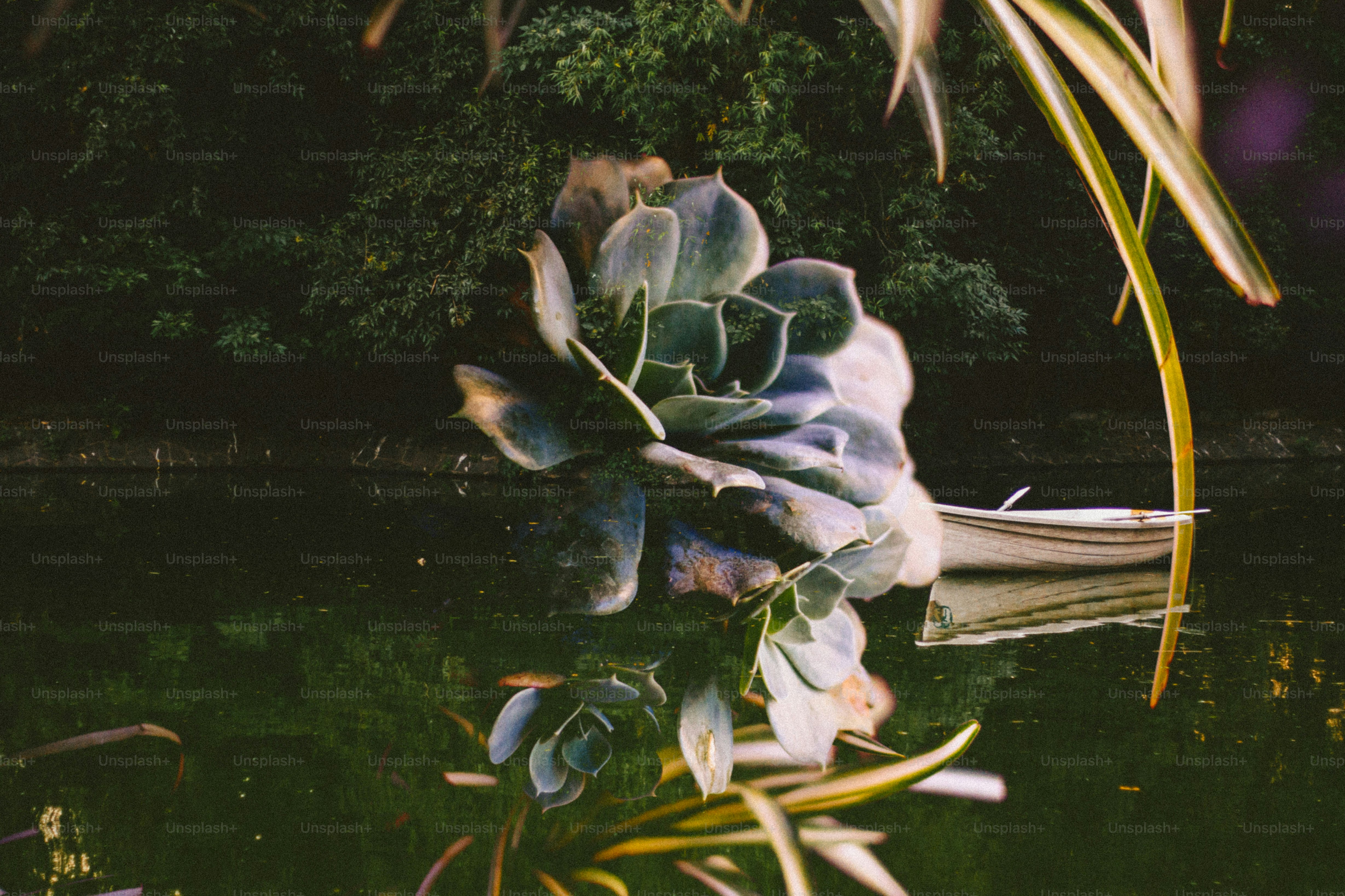 Succulent plant reflected in dark water surrounded by greenery