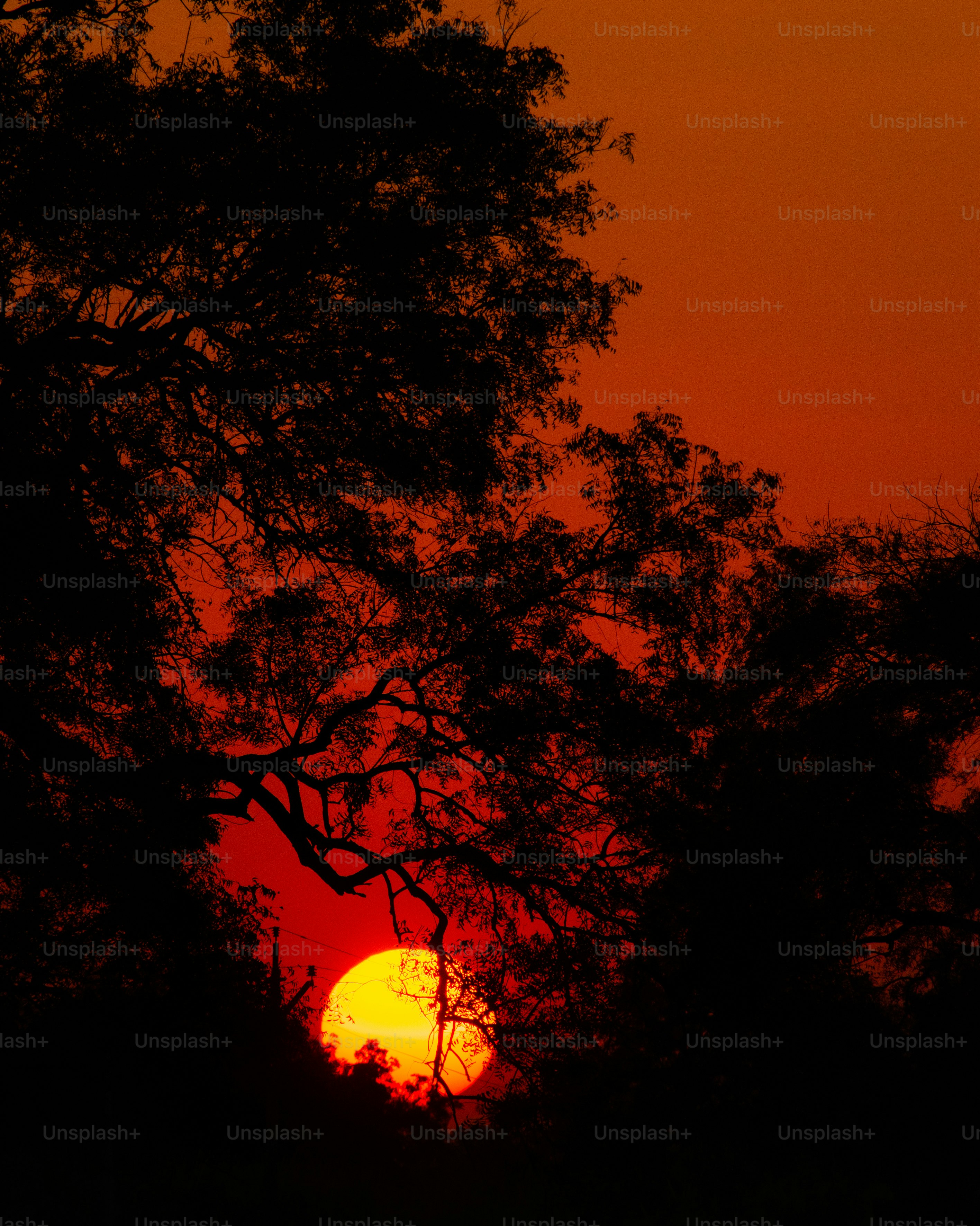 Silhouette of trees against a vibrant sunset