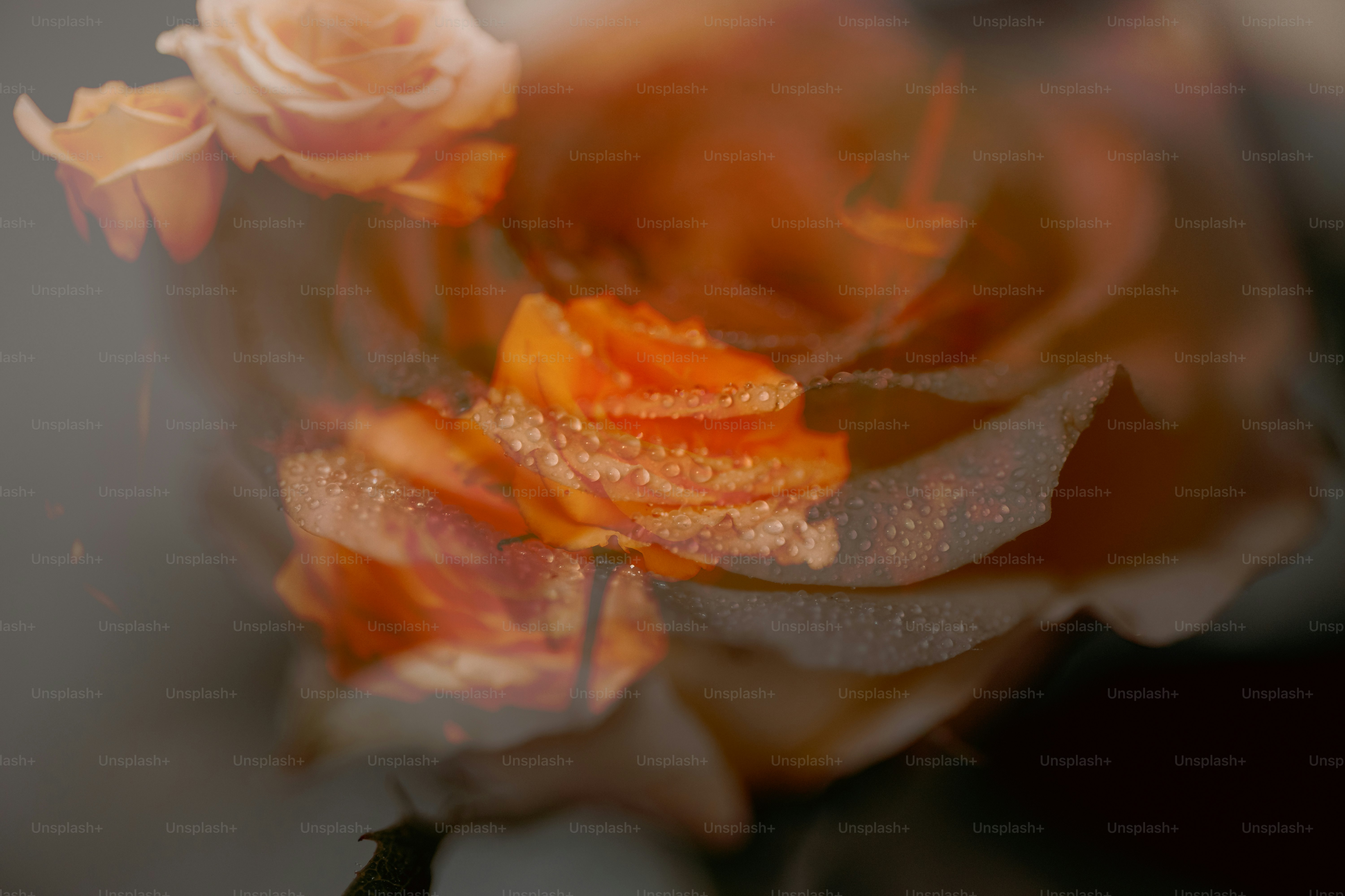 Nahaufnahme von zarten orangefarbenen Rosen mit Wassertropfen