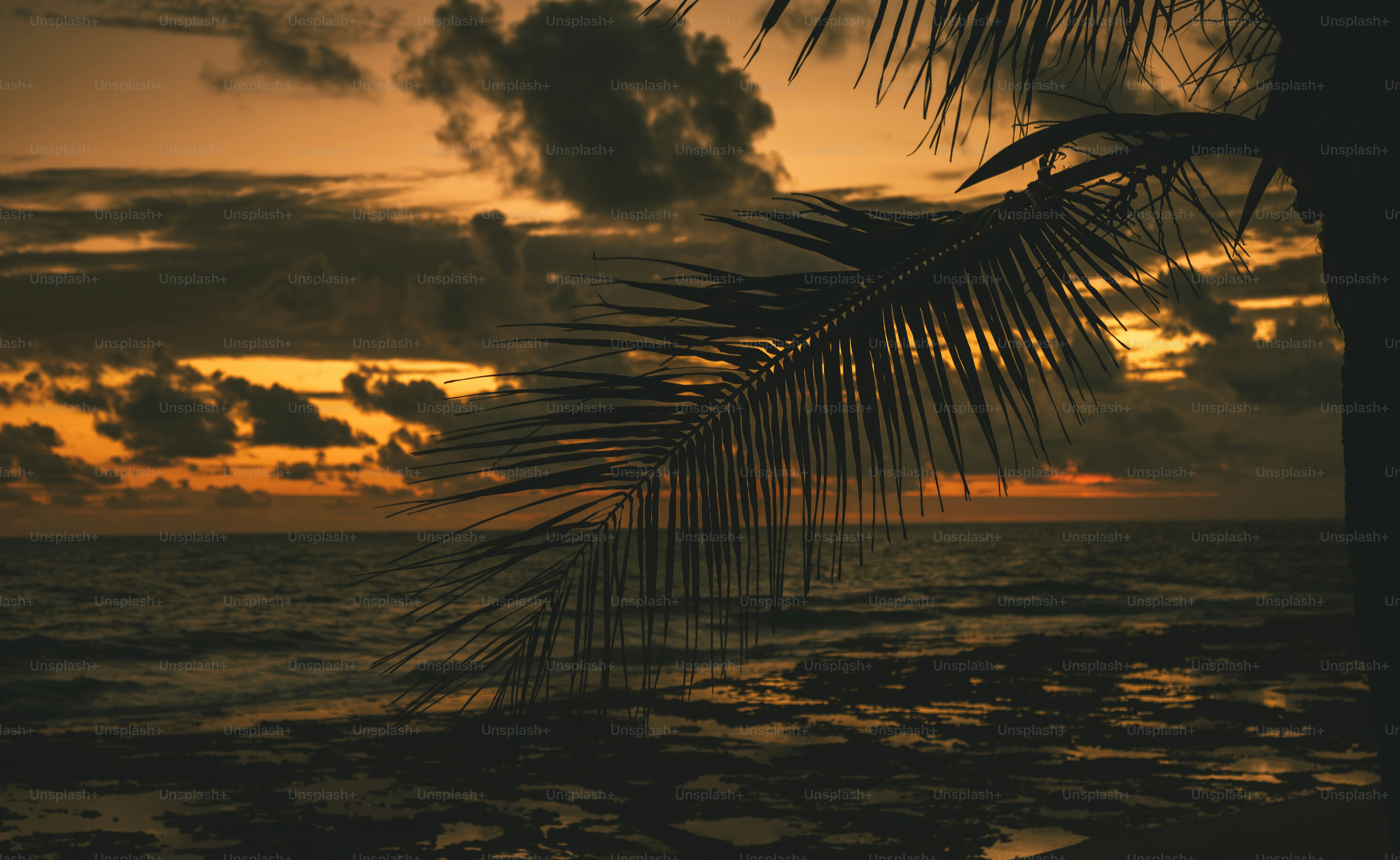Palm fronds silhouetted against a dramatic sunset over the ocean.