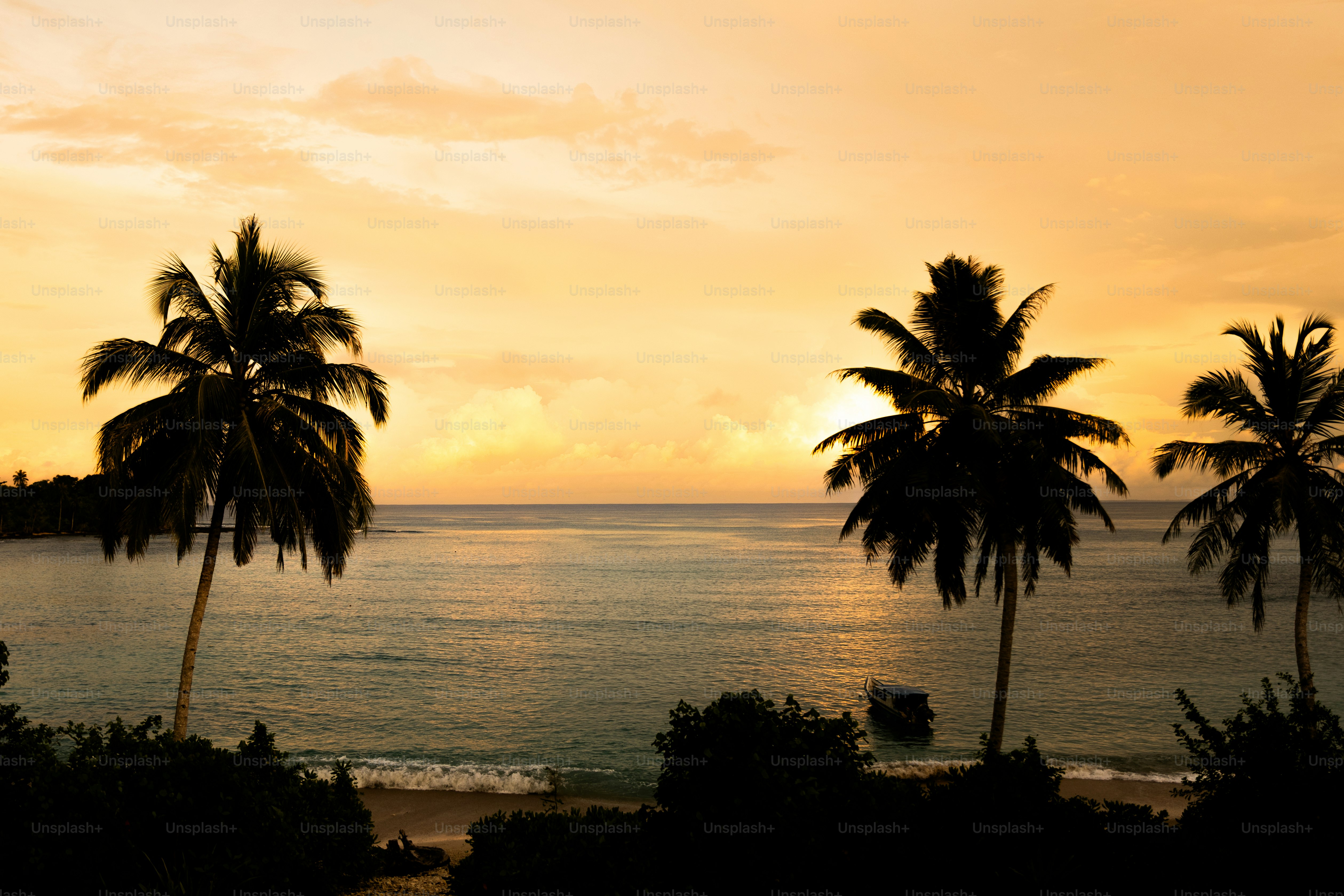 Palm trees silhouetted against a vibrant sunset over the ocean photo ...