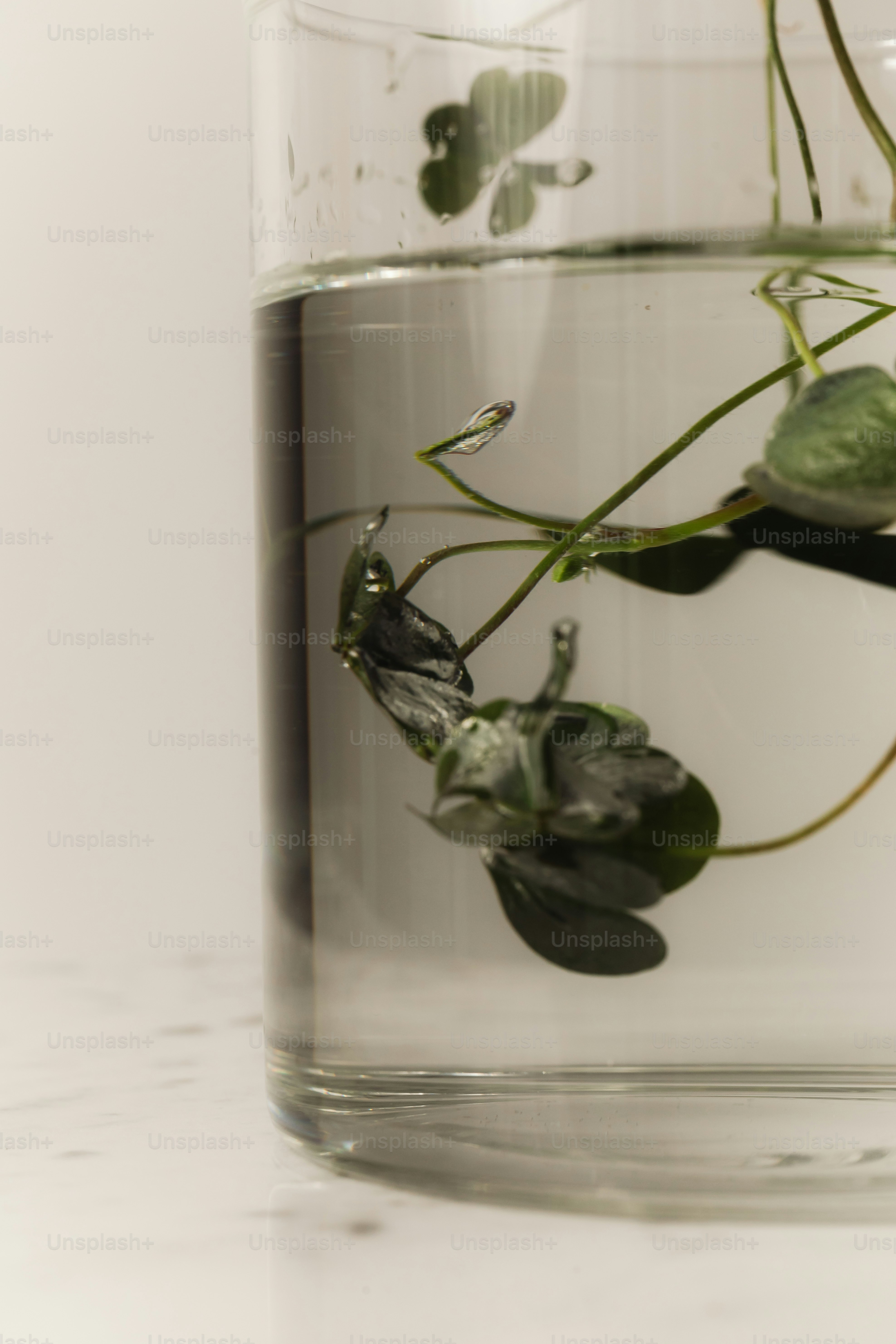 Green leaves submerged in clear water in a glass.