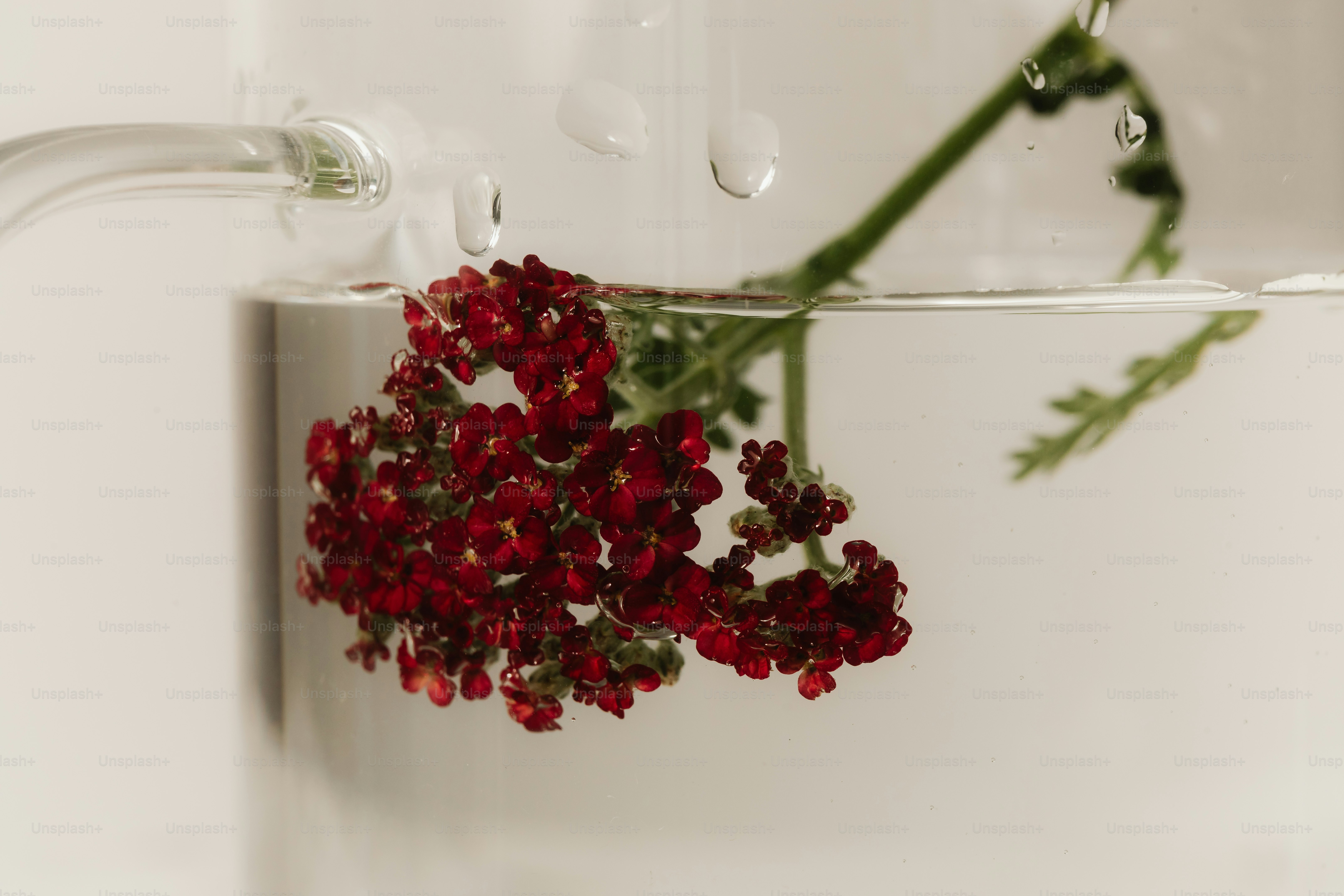 Flores rojas sumergidas en agua clara