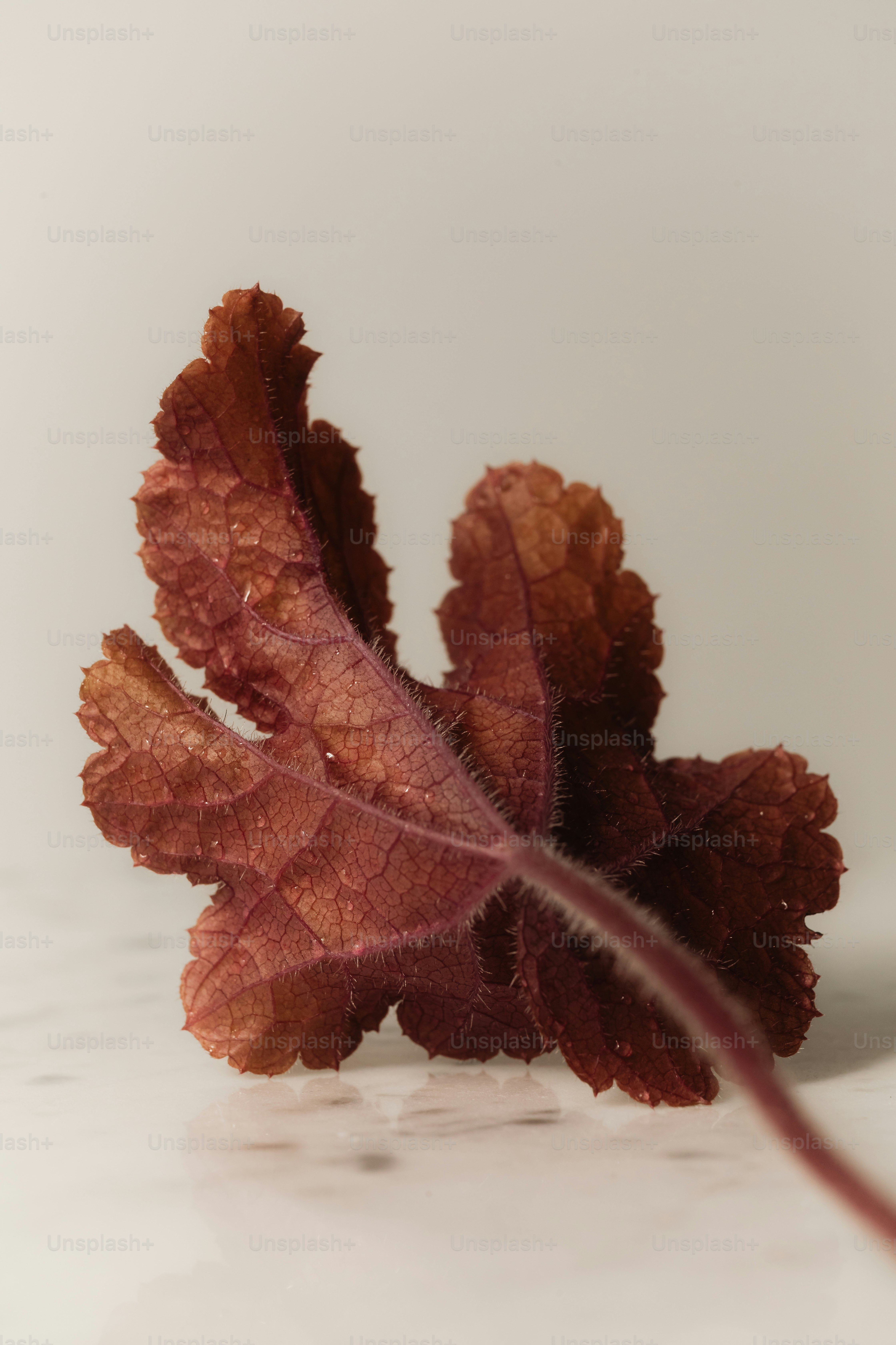 Una sola hoja de color marrón rojizo con gotas de agua.