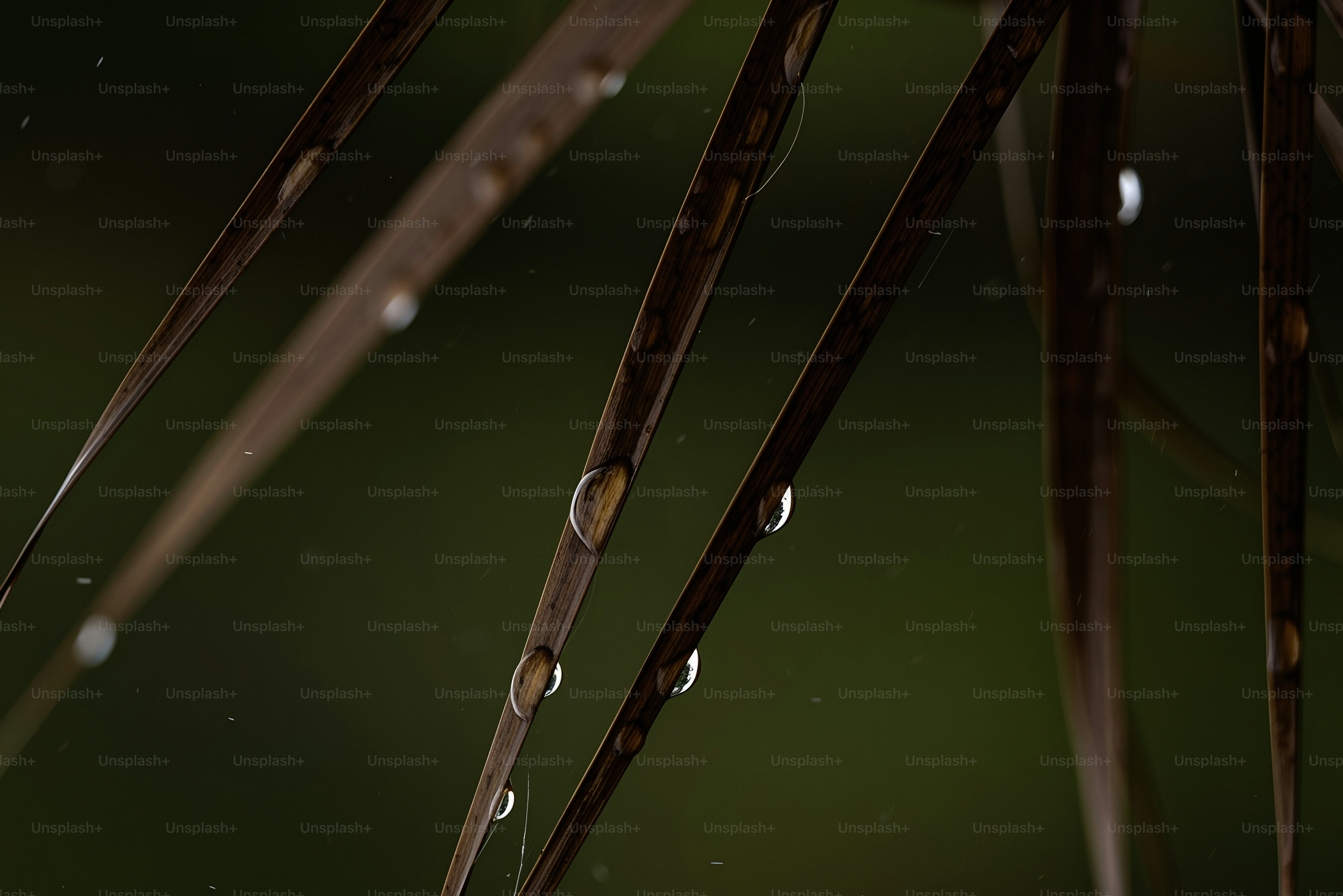 Raindrops on brown leaves with blurred green background