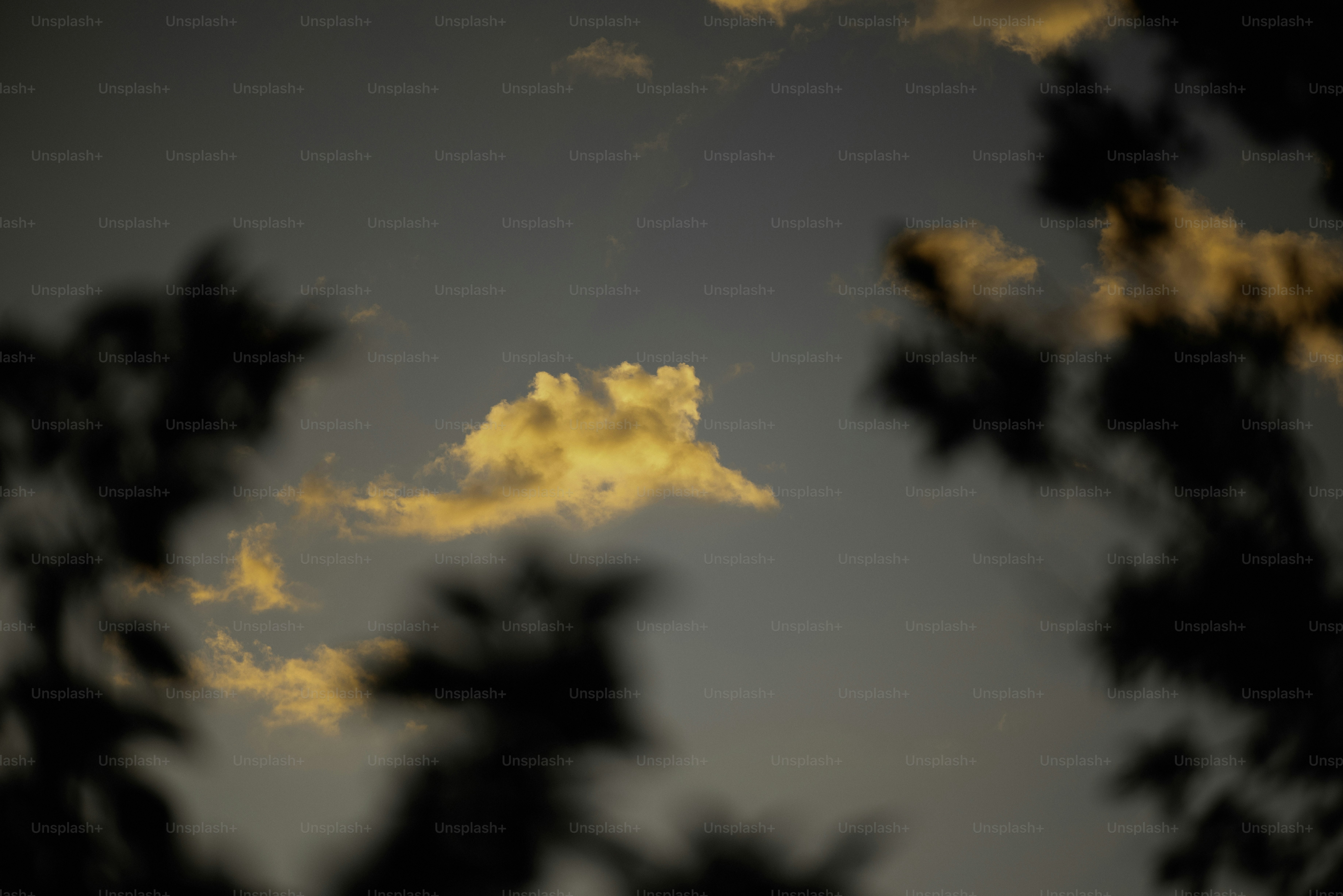Golden clouds in a dusky sky framed by trees