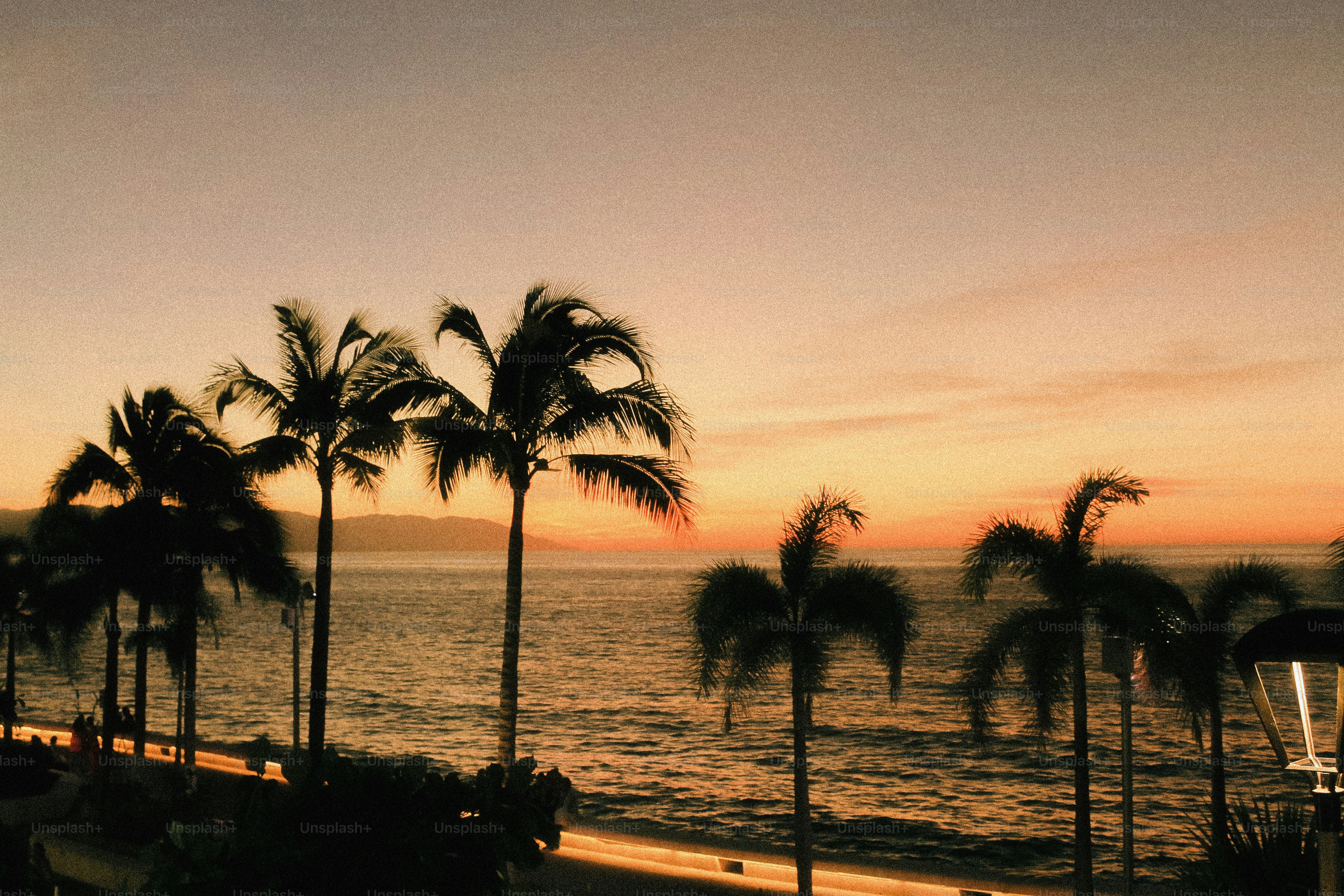 Palm trees silhouetted against a warm sunset over the ocean.