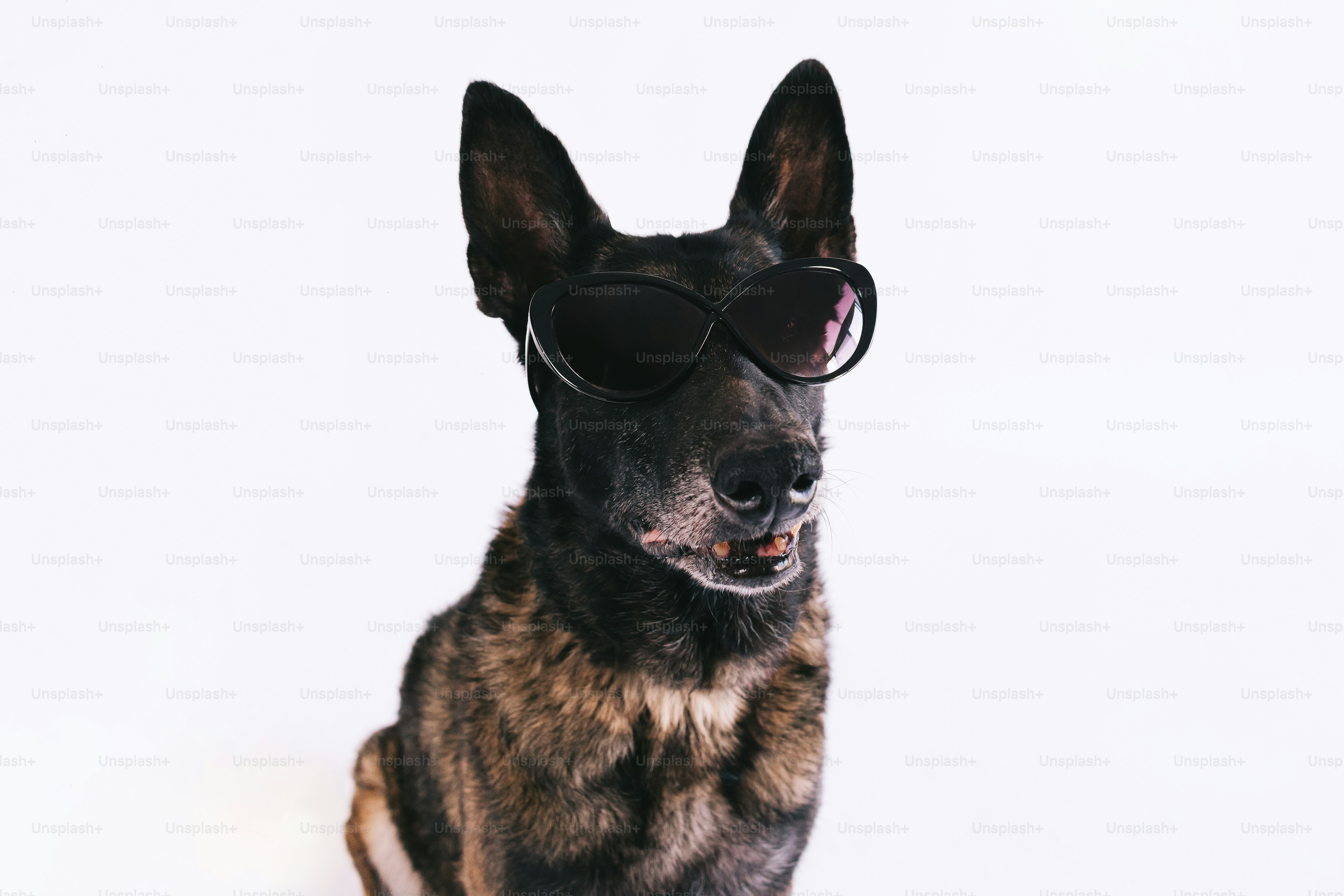 A dog wearing sunglasses against a white background