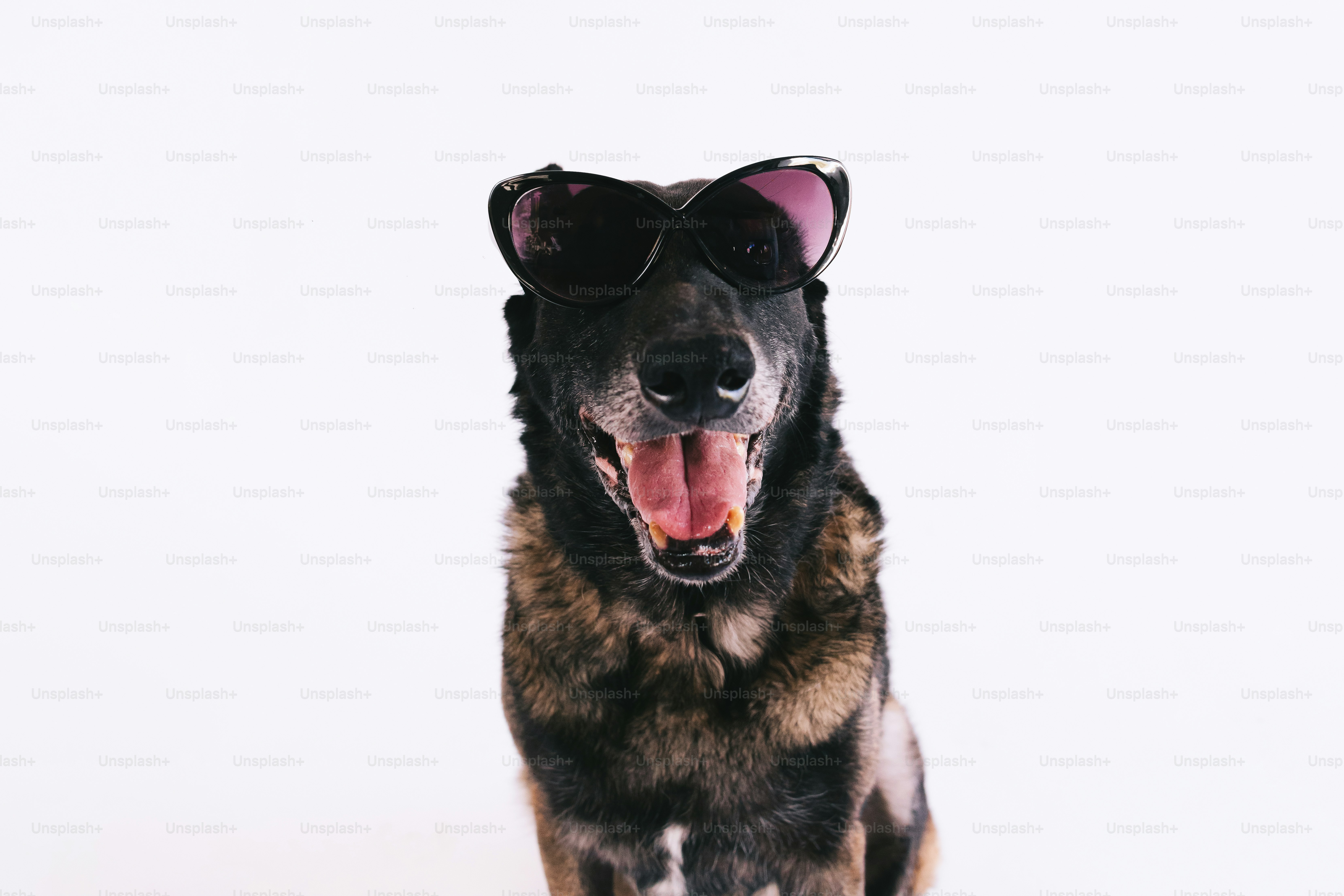 A dog wearing sunglasses against a white background photo – Animal ...