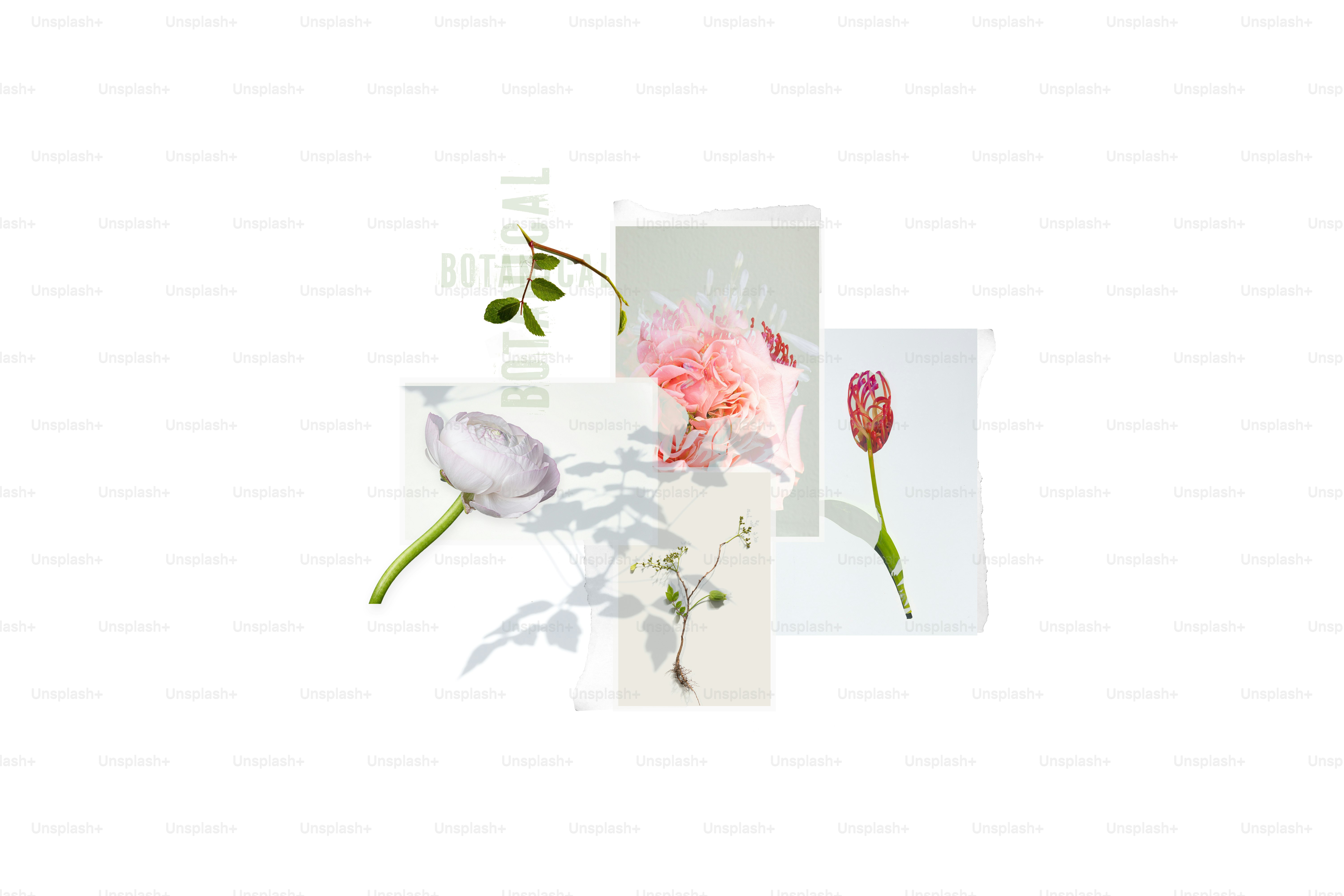 Botanical arrangement of flowers and leaves