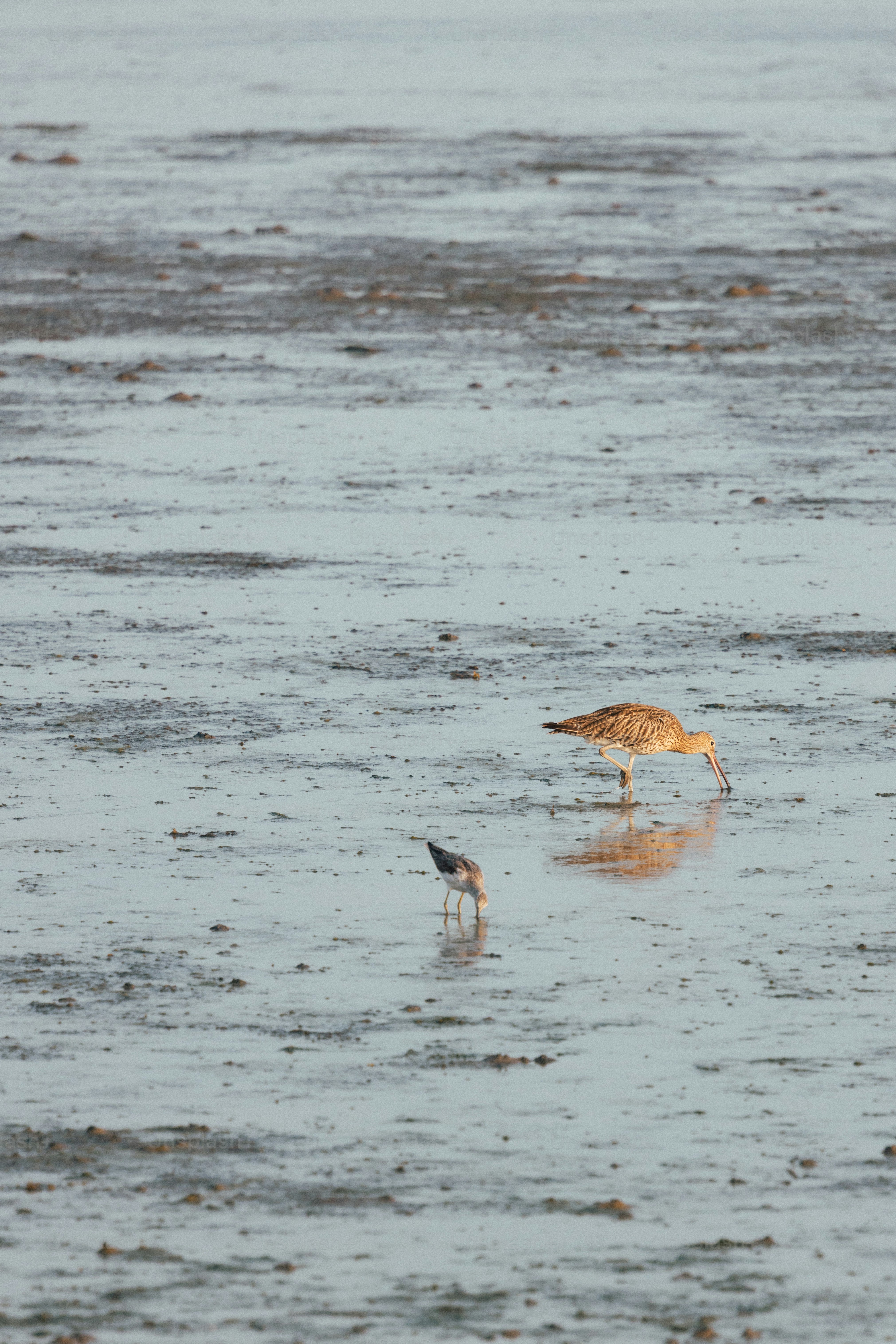 Two birds foraging in a wet, muddy landscape.