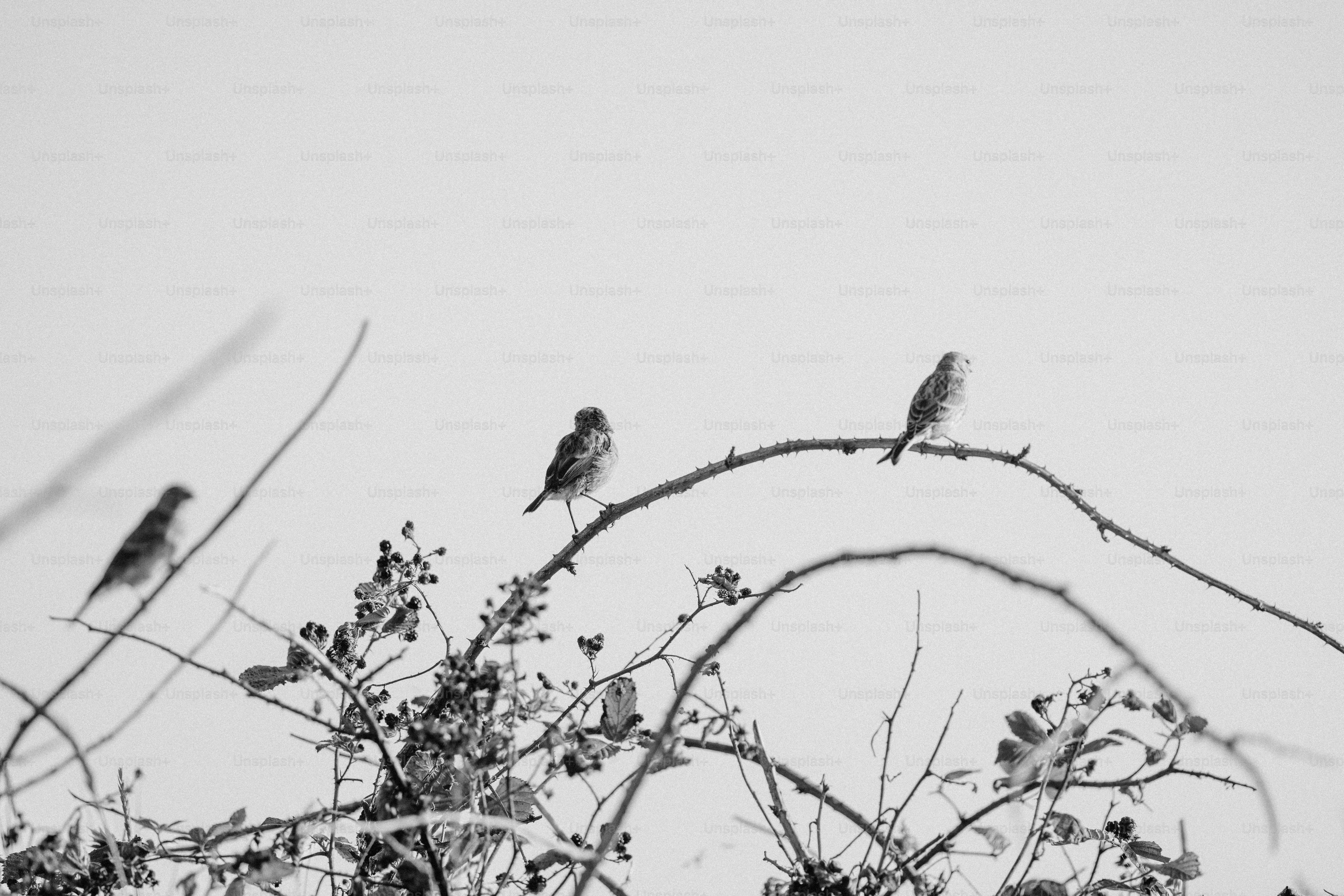 Three birds perched on a thorny branch.