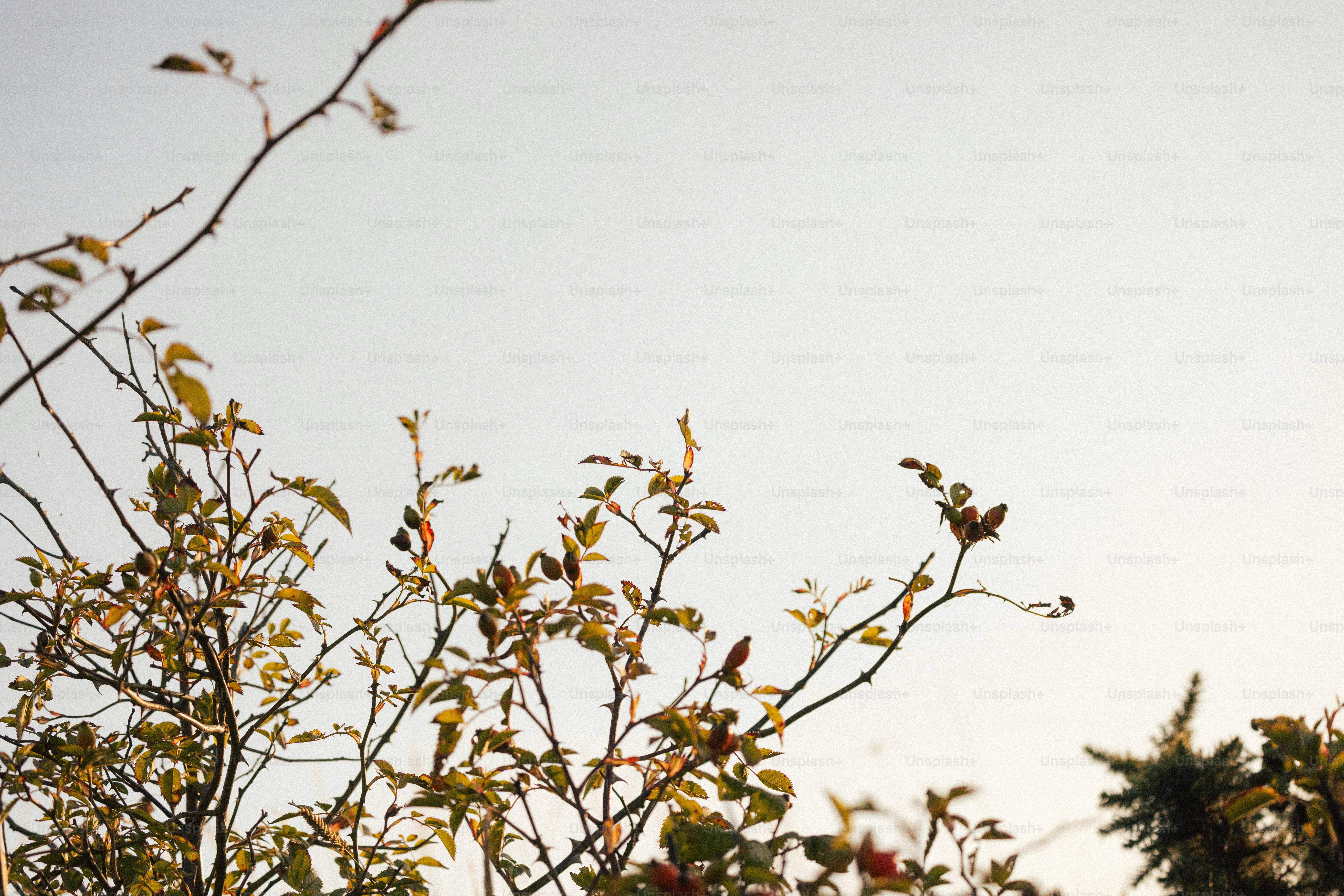 Bare branches with sparse leaves against sky photo – Meditation Image ...