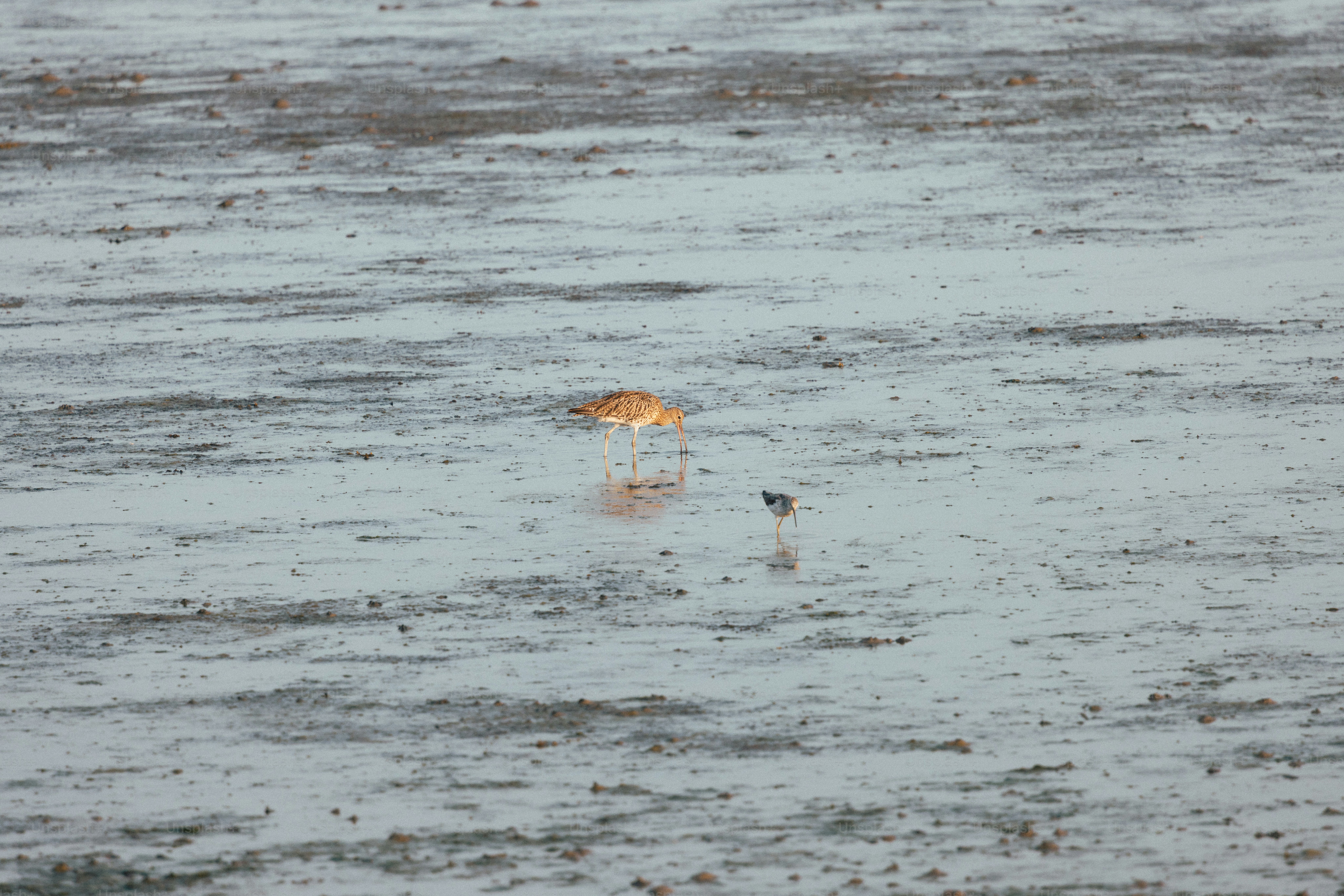A bird foraging in shallow water