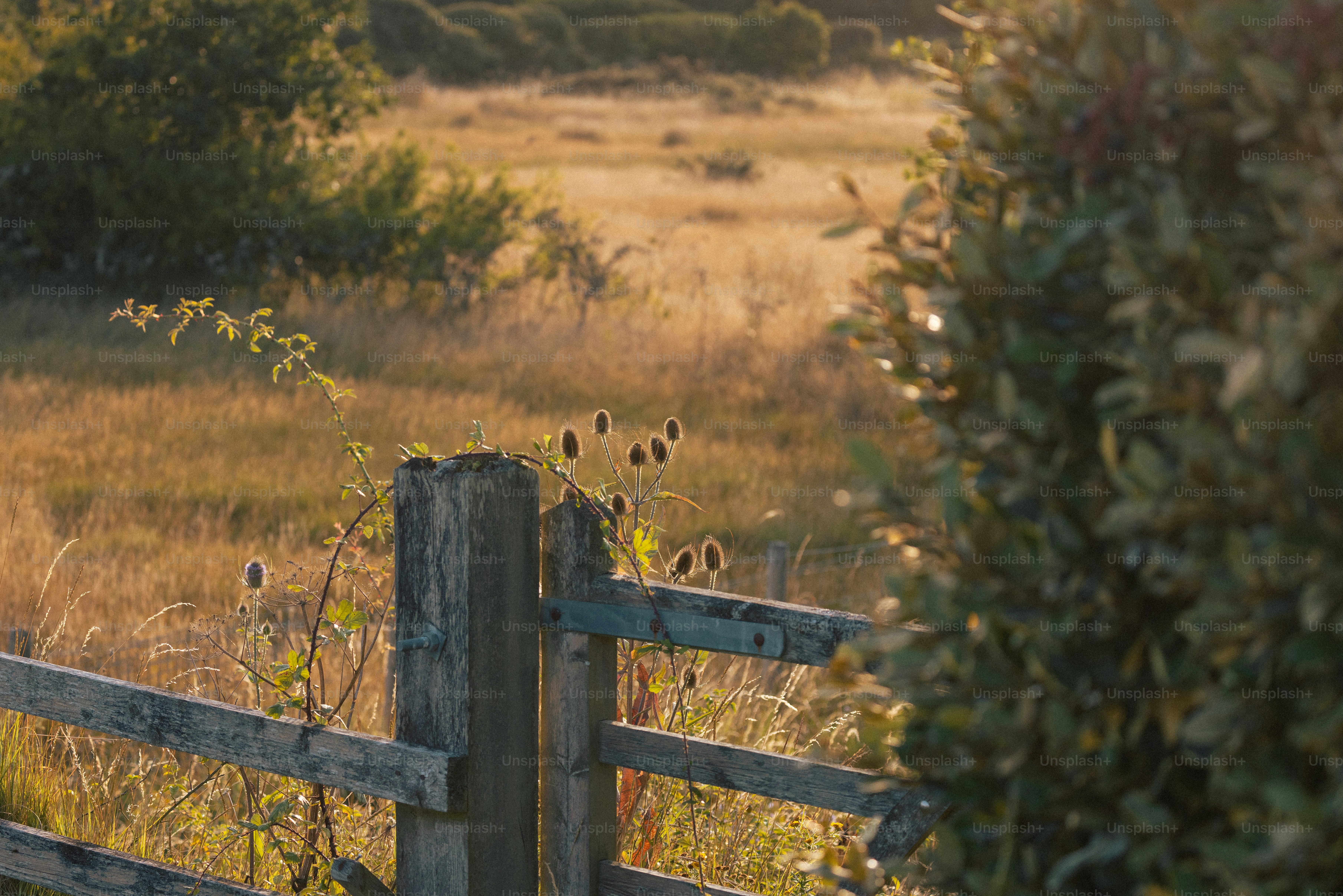 Wooden fence in a field at sunset photo – Grass Image on Unsplash