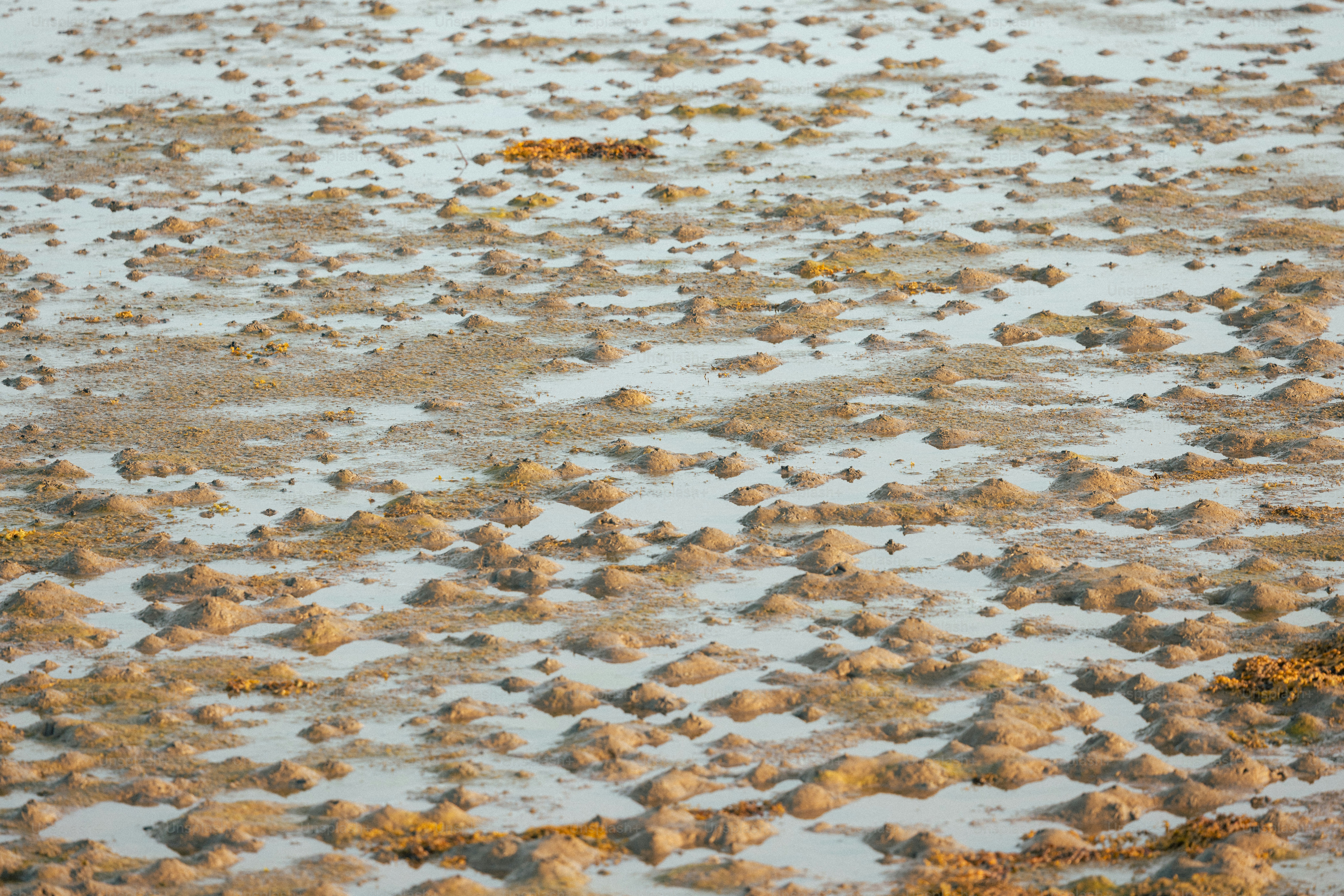 Textured ground with sand and white patches. photo – Coastal Image on ...