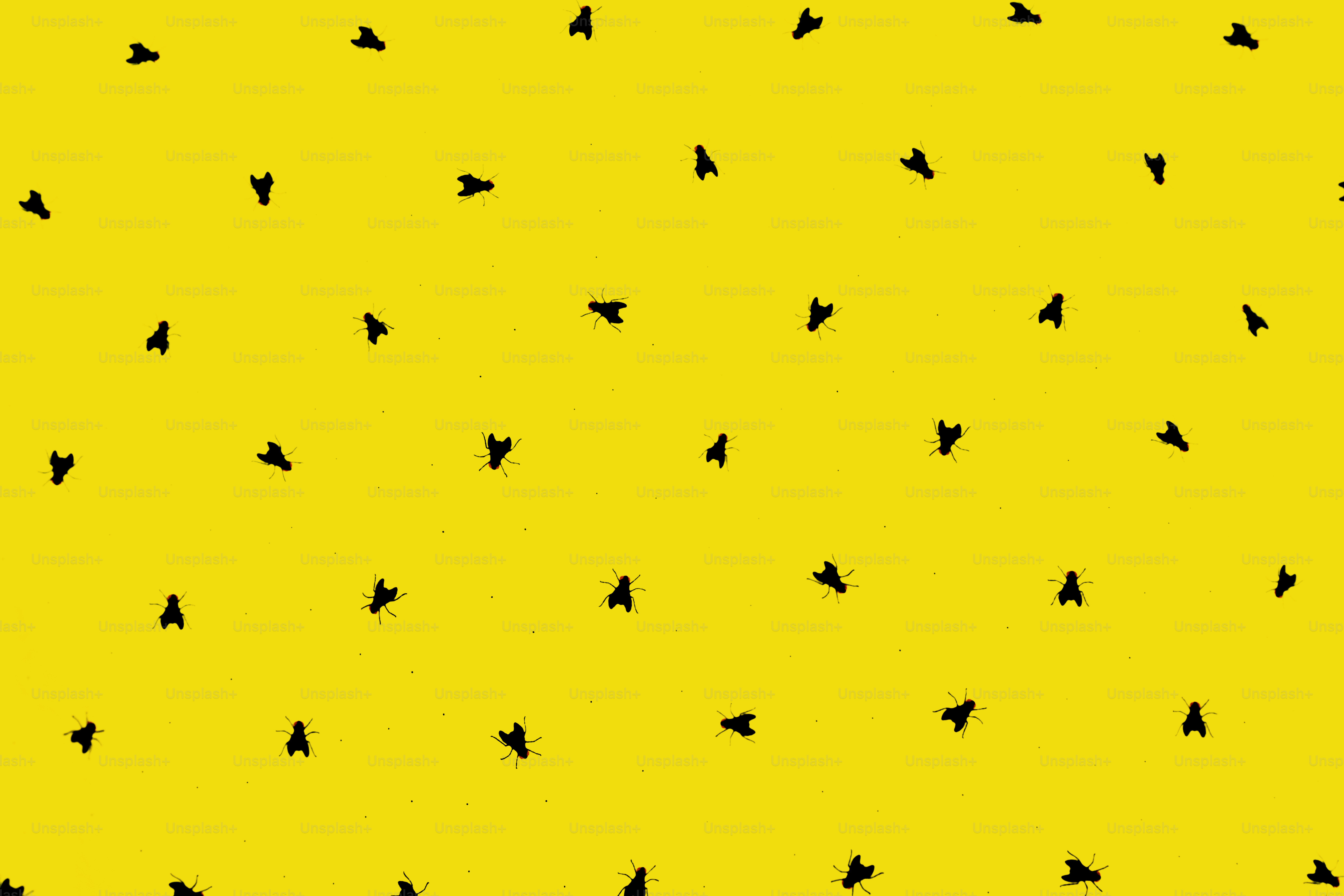 Kleine schwarze Fliegen, verstreut auf einem leuchtend gelben Hintergrund.