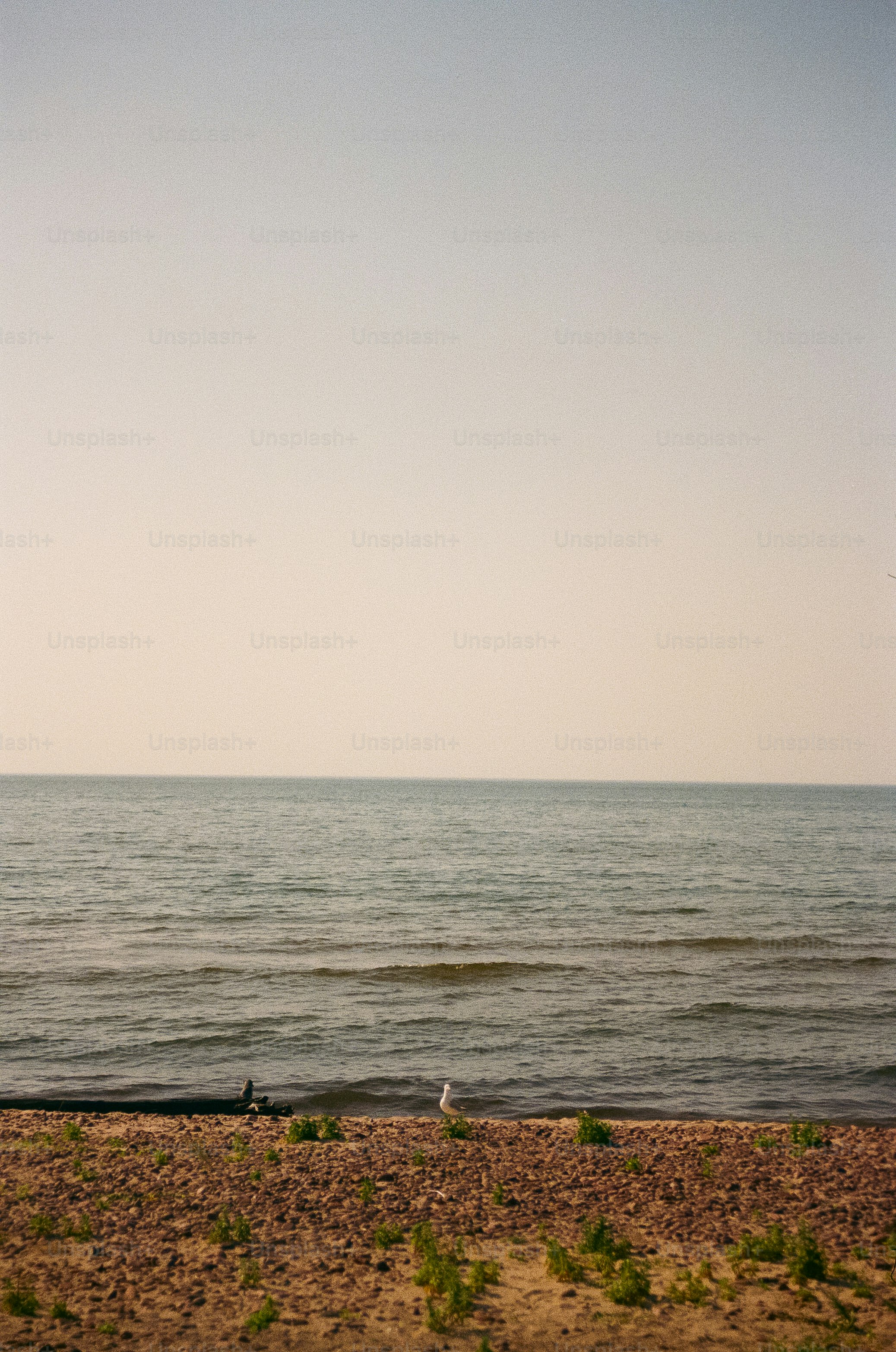 Möwen an einem felsigen Strand neben ruhigem Meerwasser.