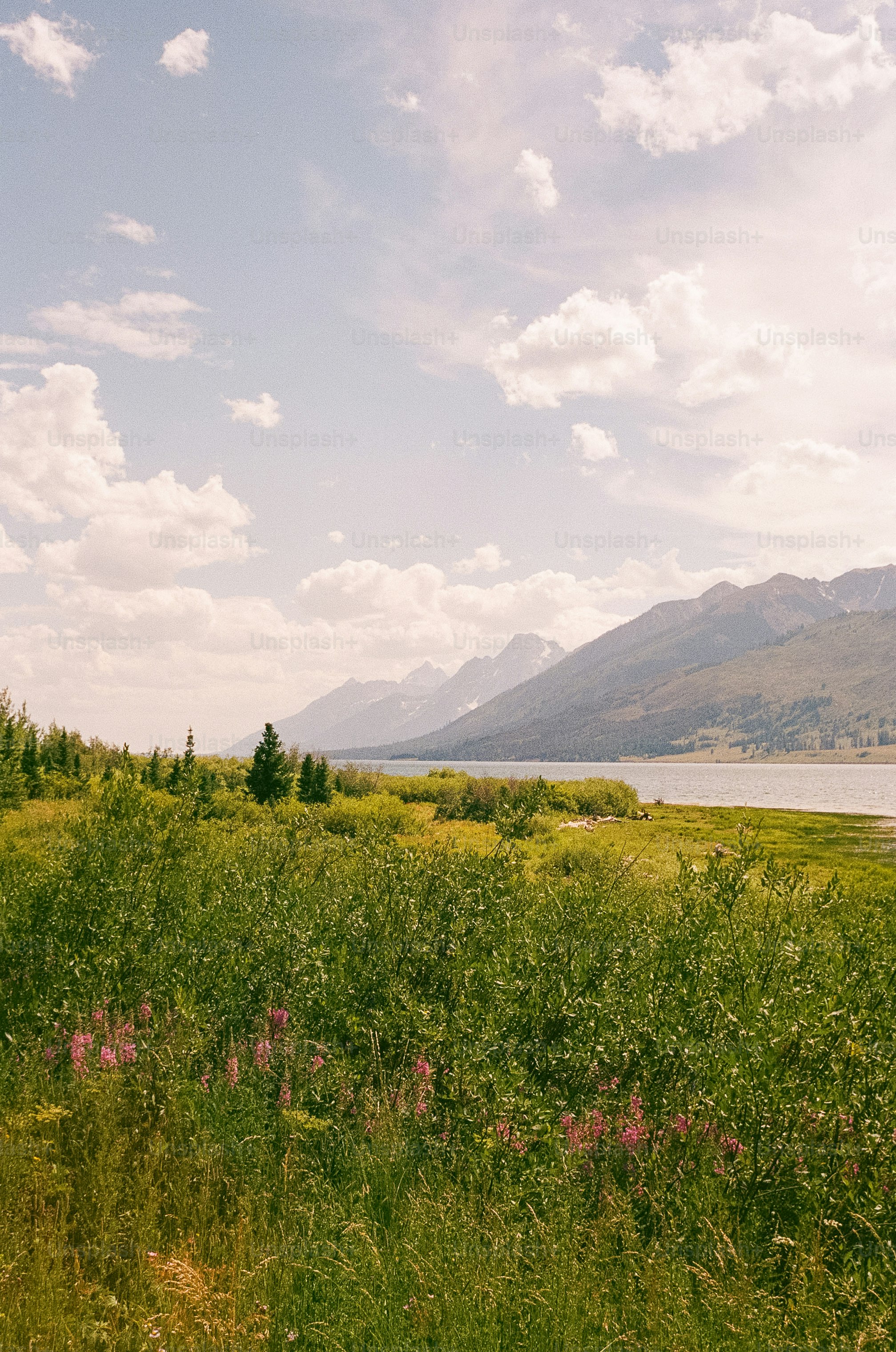 Grassy field with wildflowers next to a calm lake and mountains. photo ...