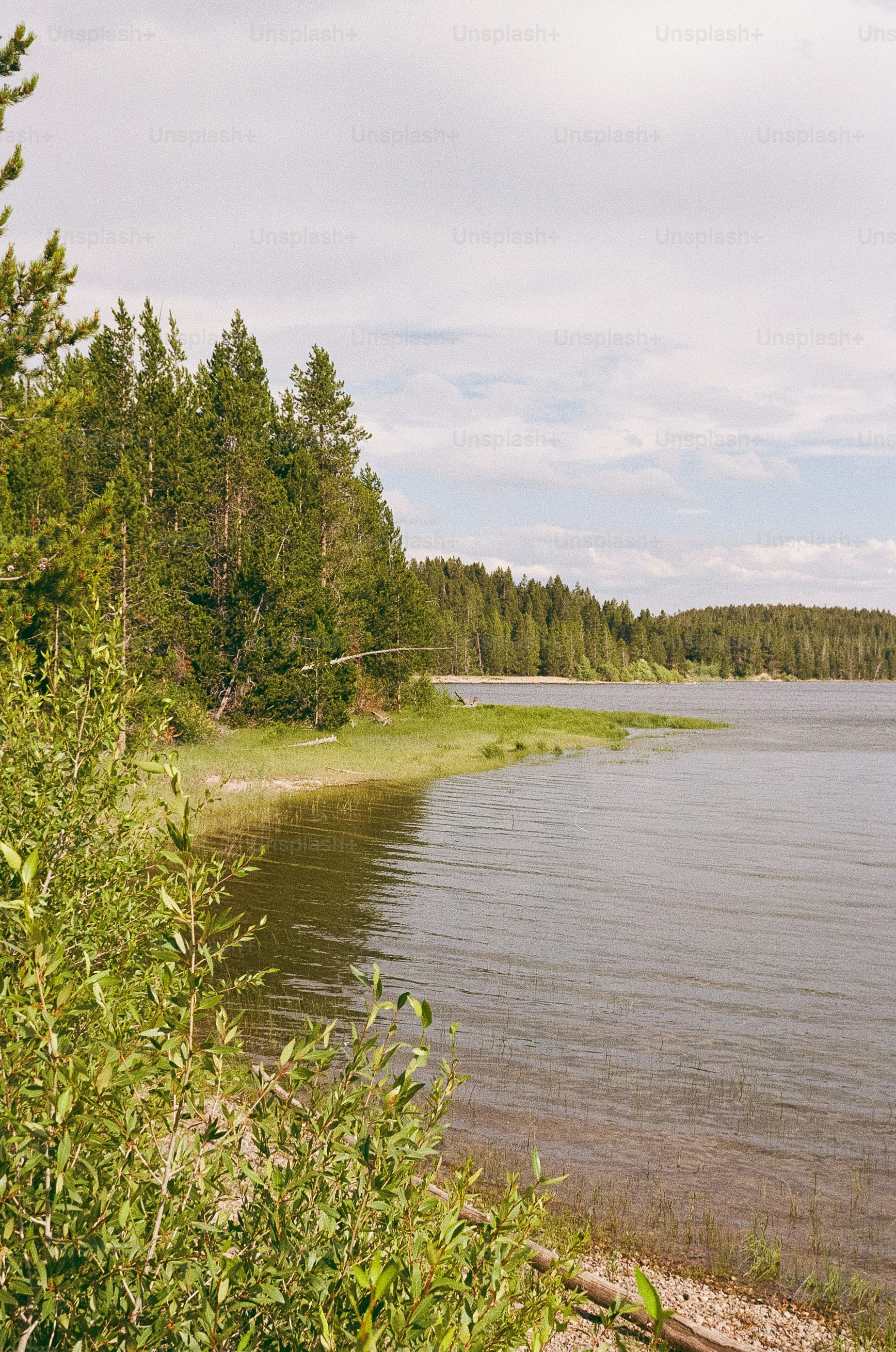 Lush green trees line a calm lake under a cloudy sky photo – Forest ...