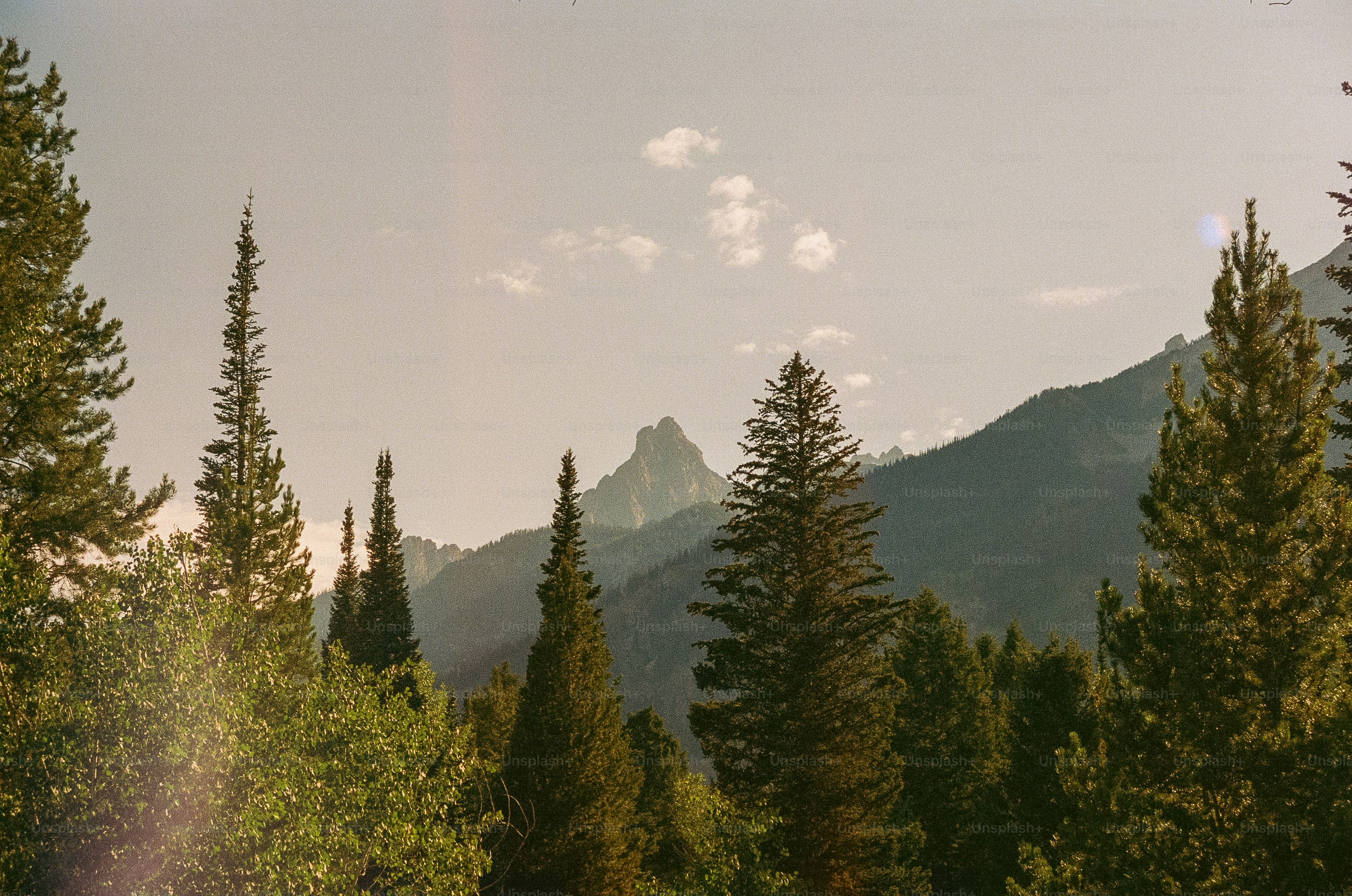 Hohe immergrüne Bäume vor nebligen Bergen