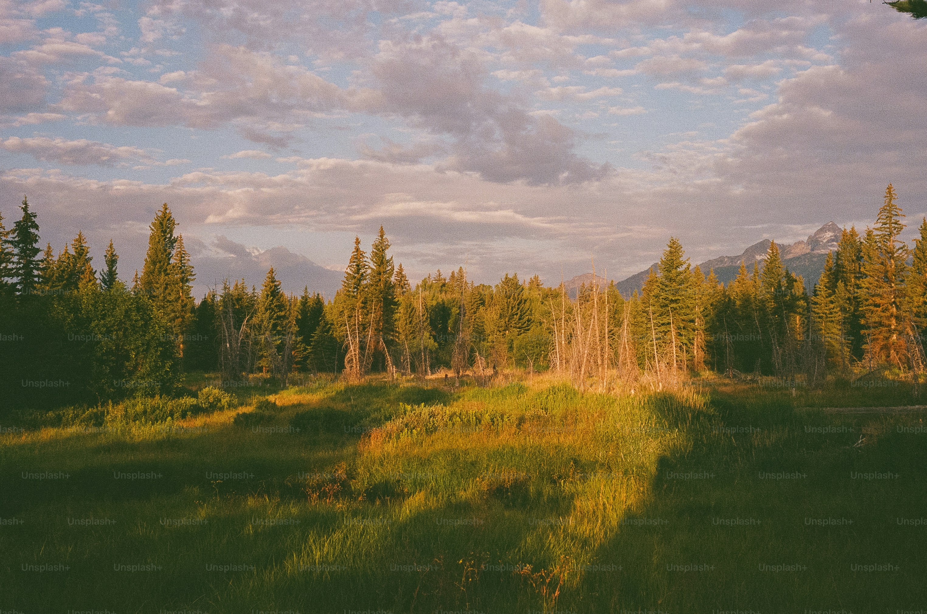 Golden hour light on a grassy field with pine trees.