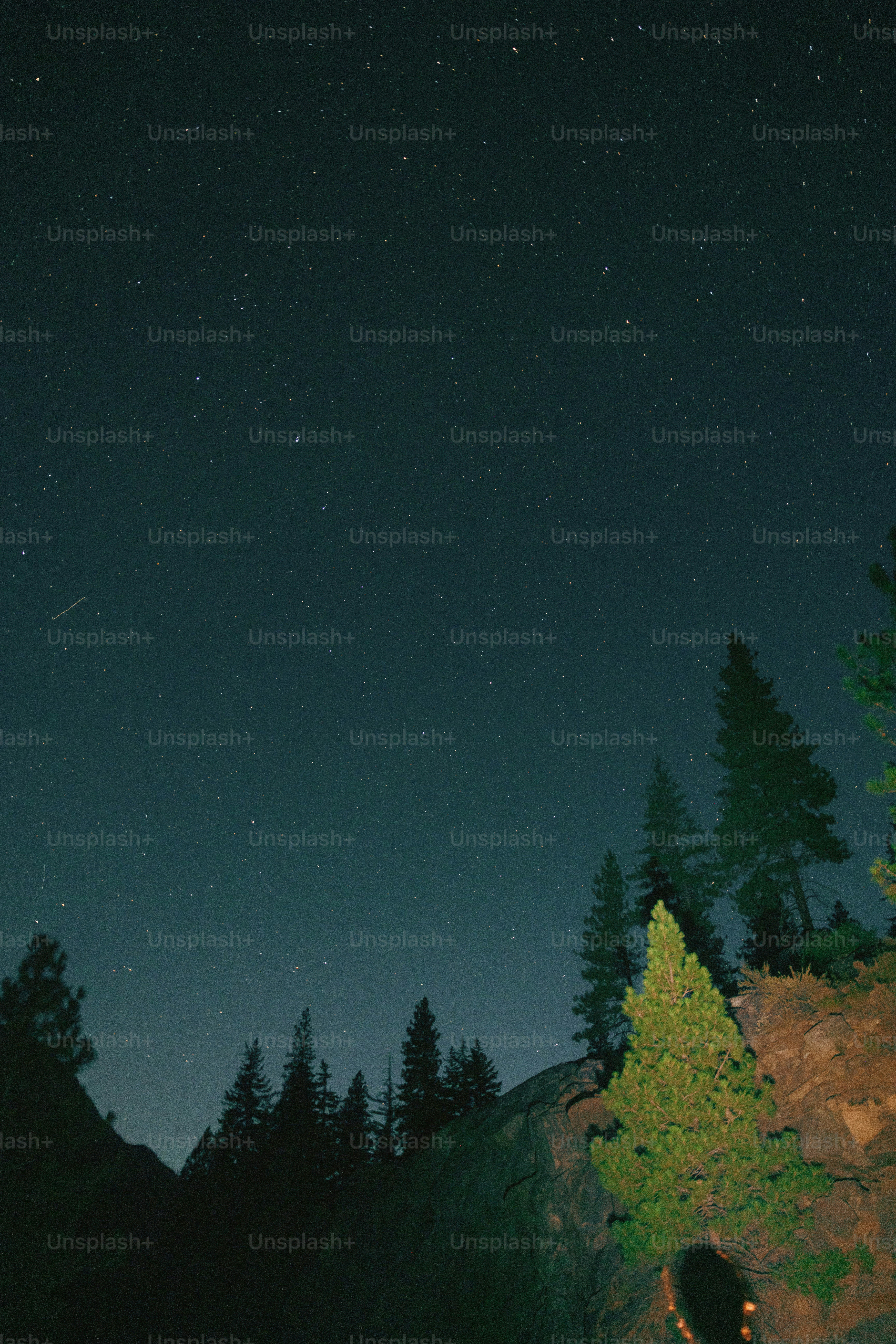 Céu noturno estrelado sobre pinheiros em silhueta