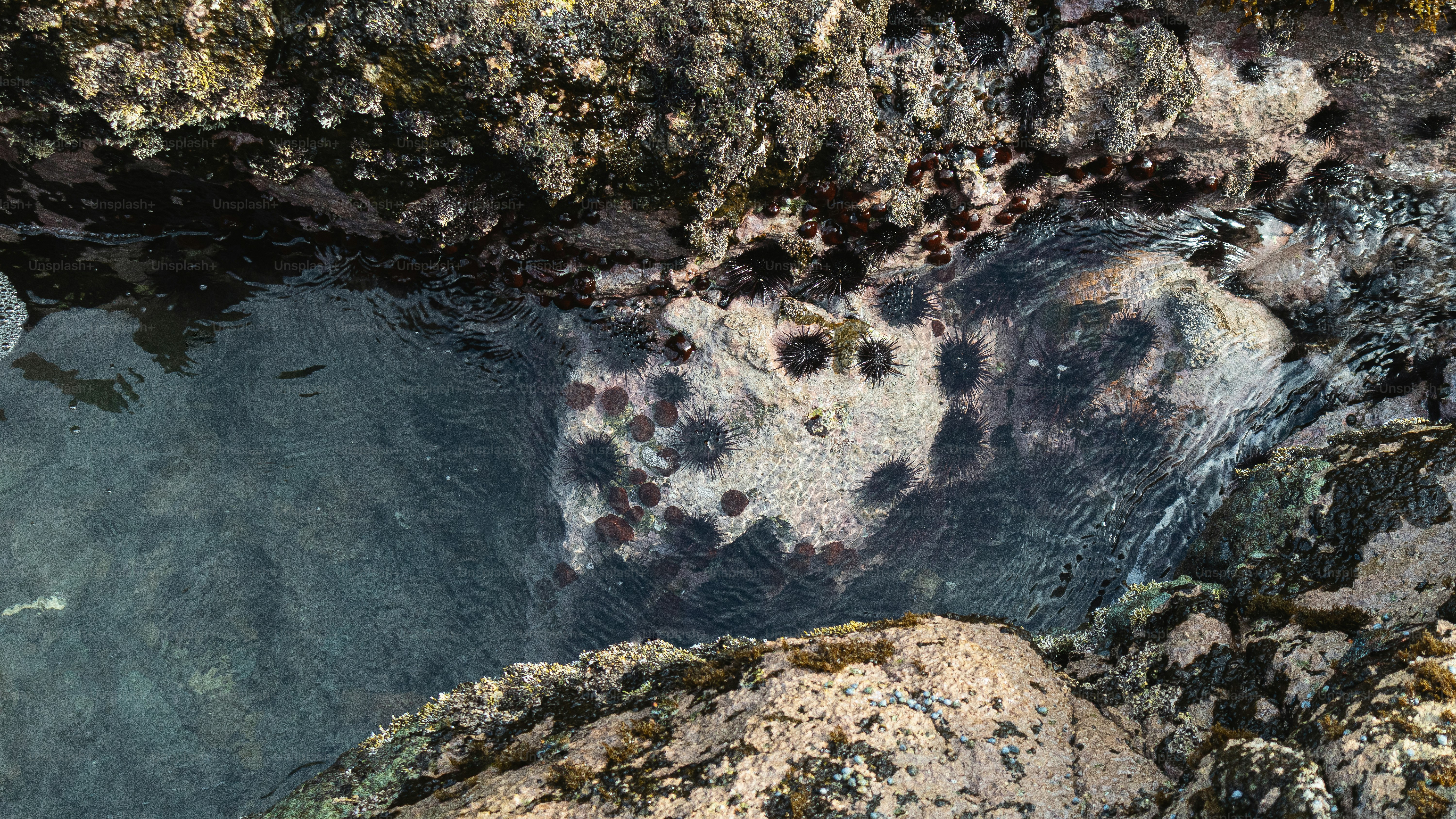 Ricci di mare raggruppati in una pozza di marea sulle rocce