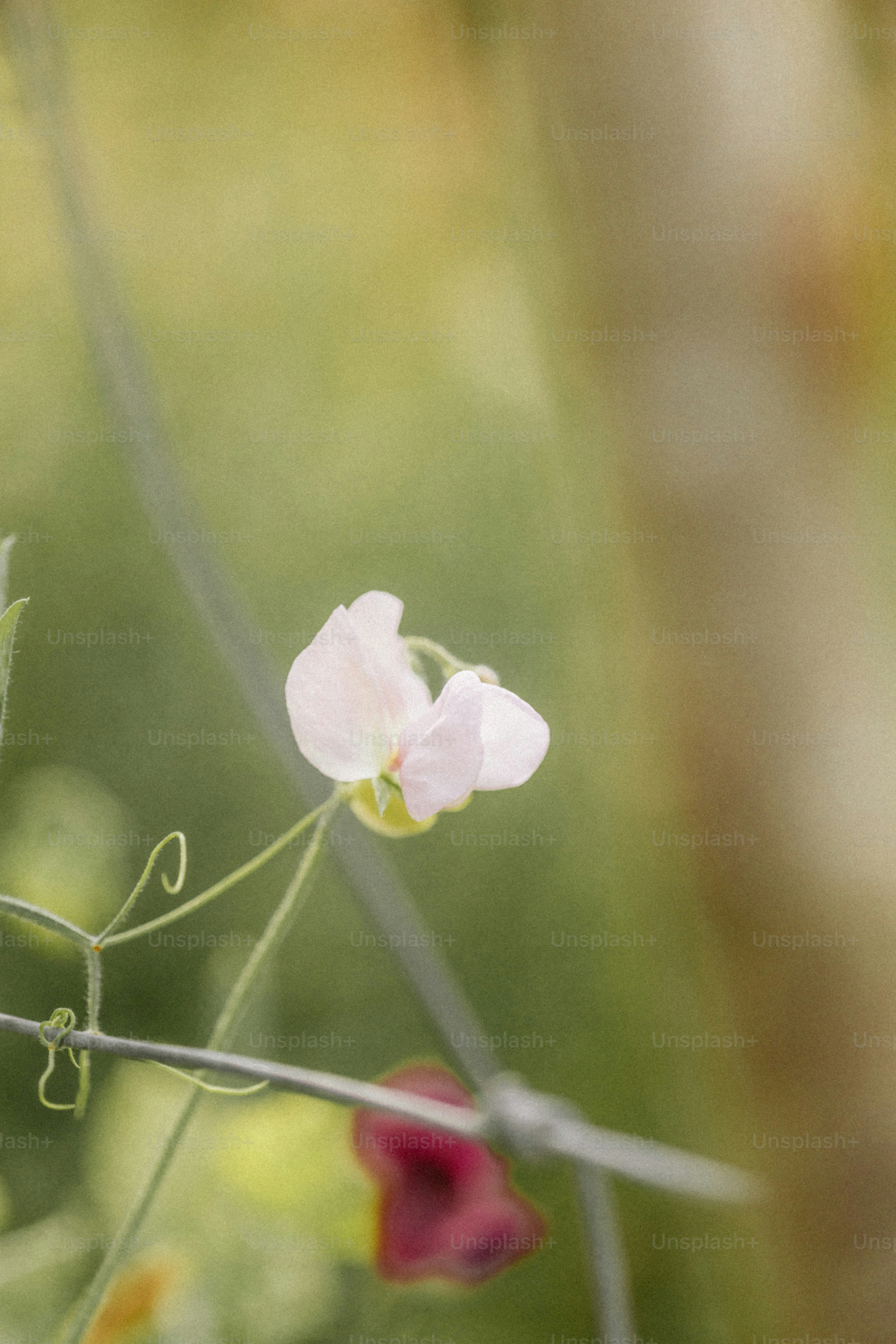 Delicate pink sweet pea flower on a vine.