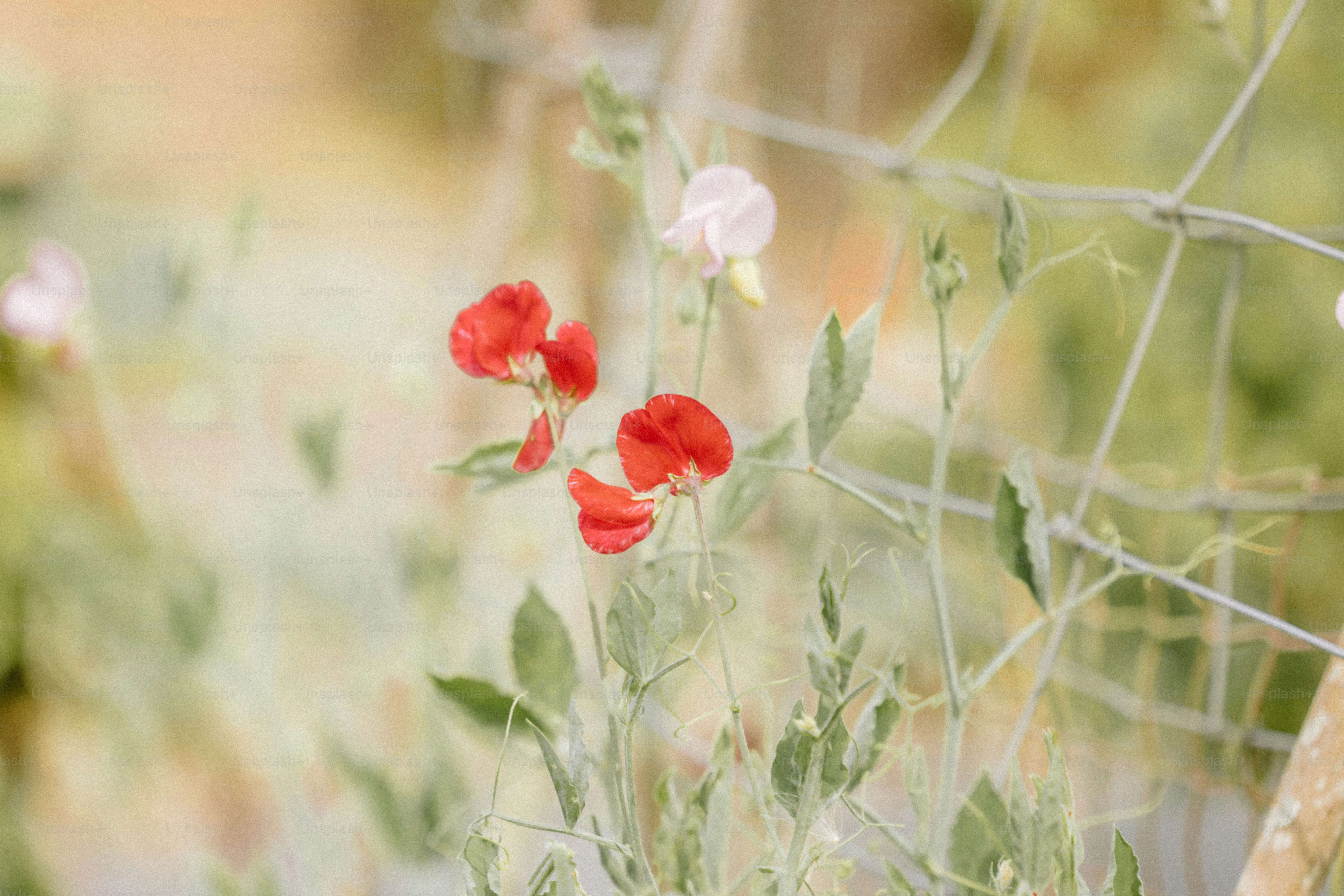 Red sweet pea flowers blooming on a vine.