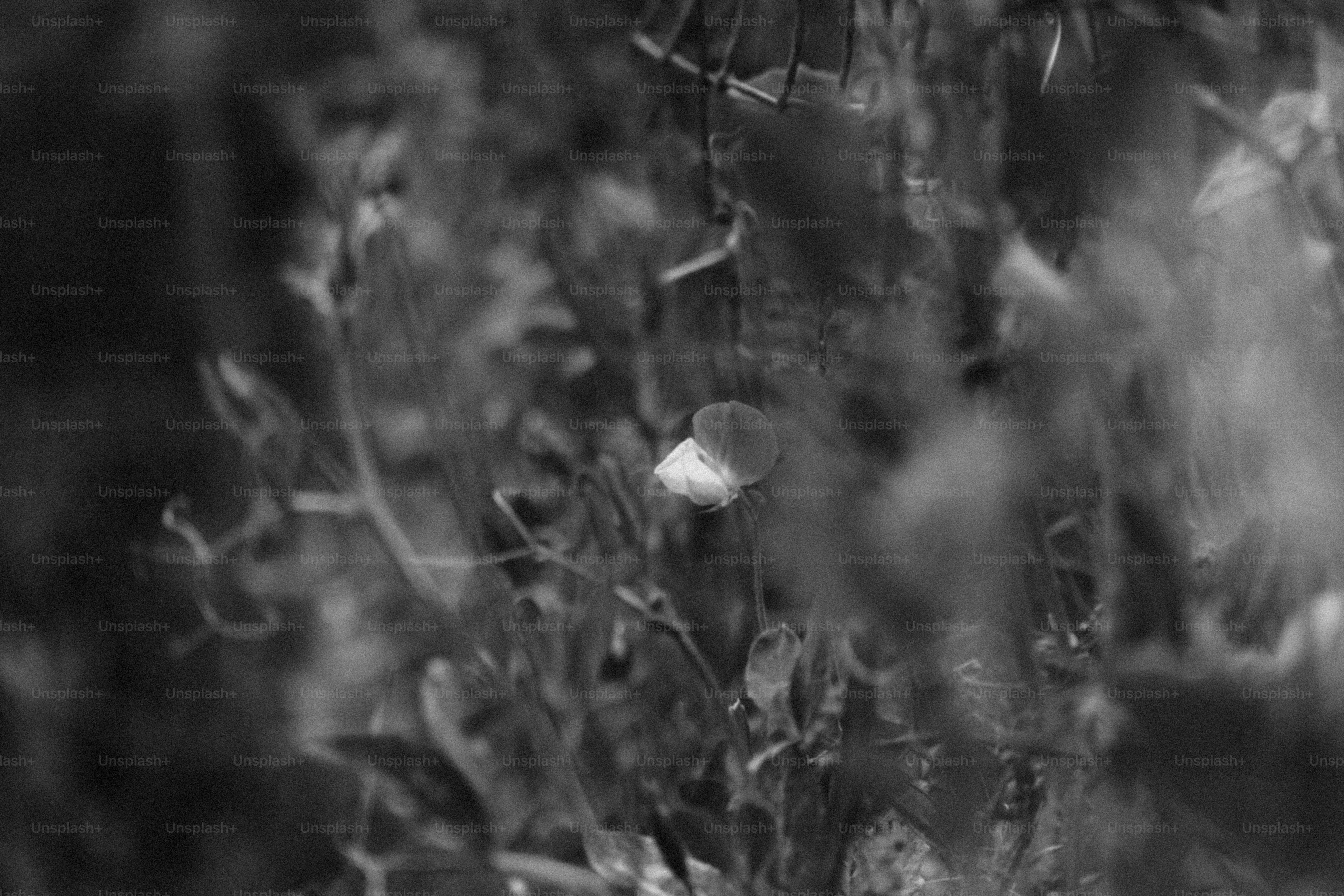 A delicate flower blooms amidst lush foliage.