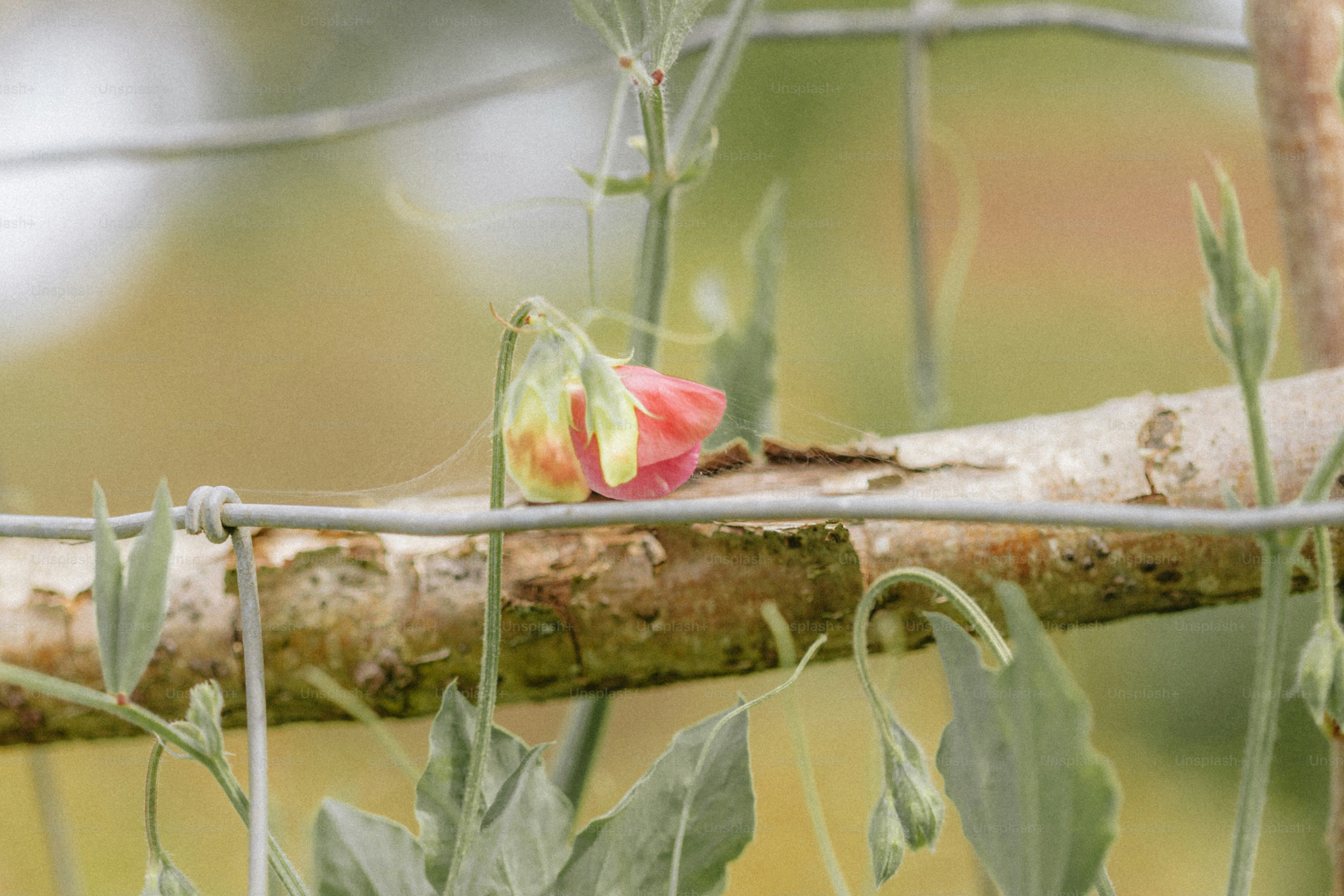 A single pink flower rests on a wire fence.