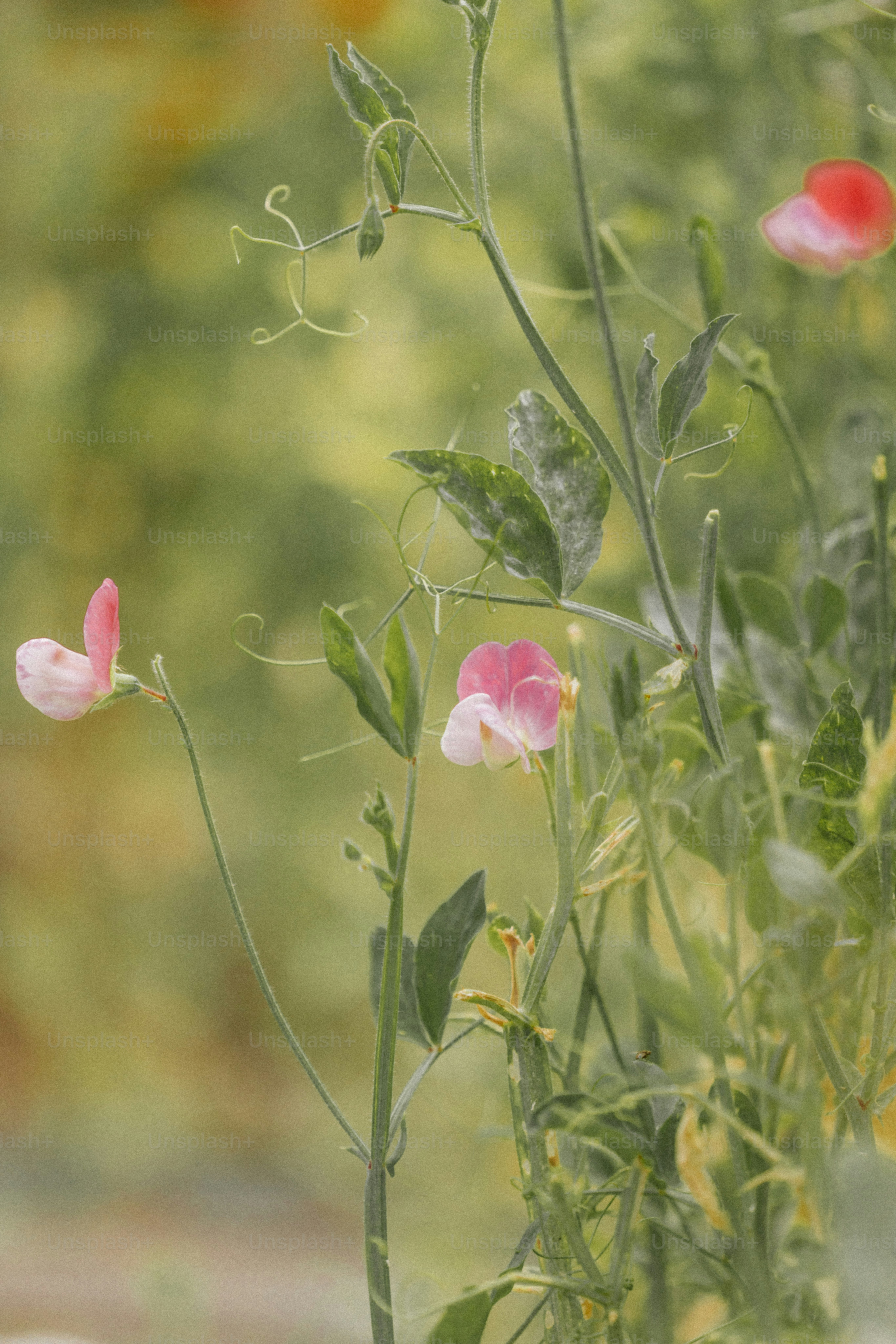 Delicate pink and white sweet pea flowers bloom