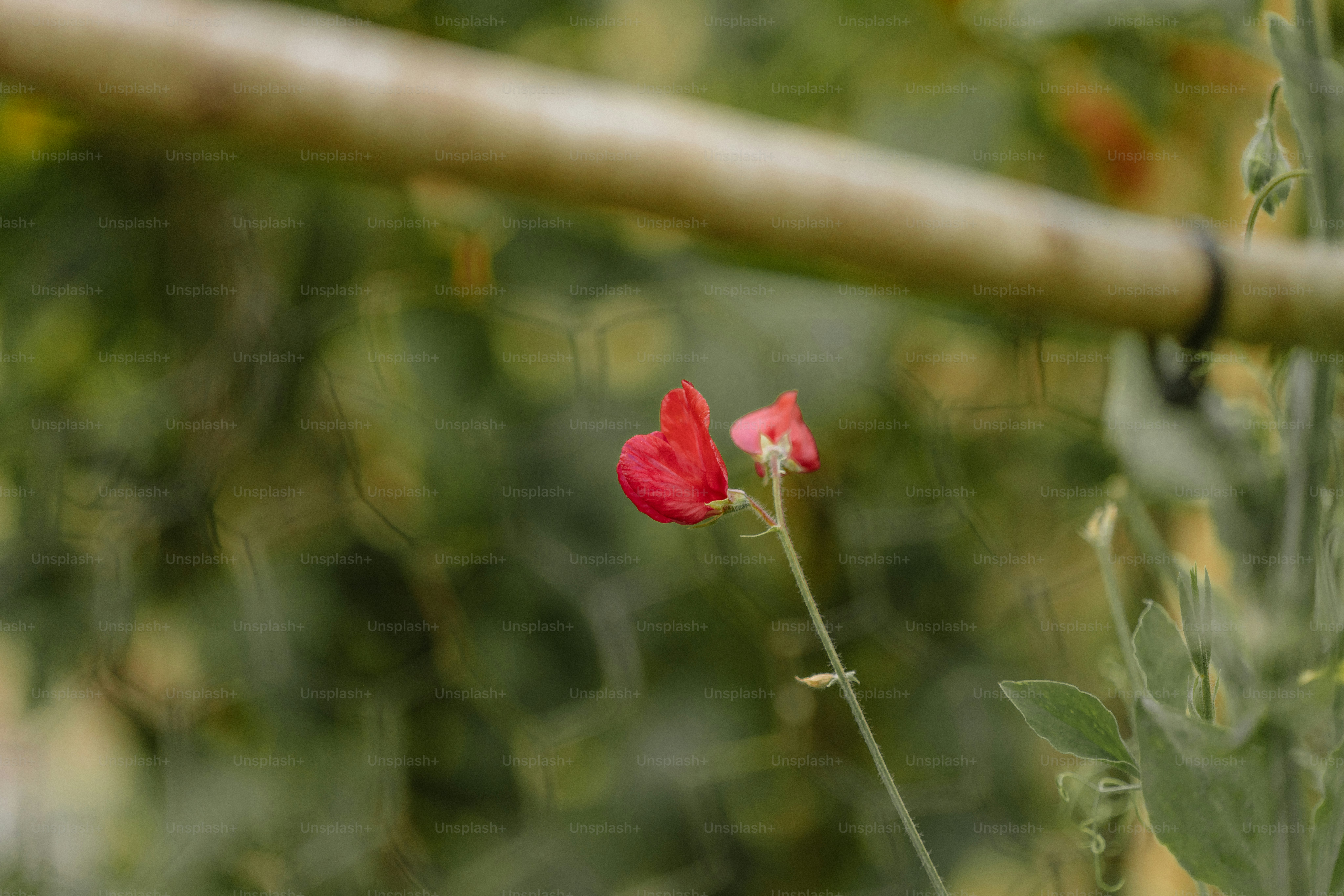 Single red sweet pea flower on a stem.
