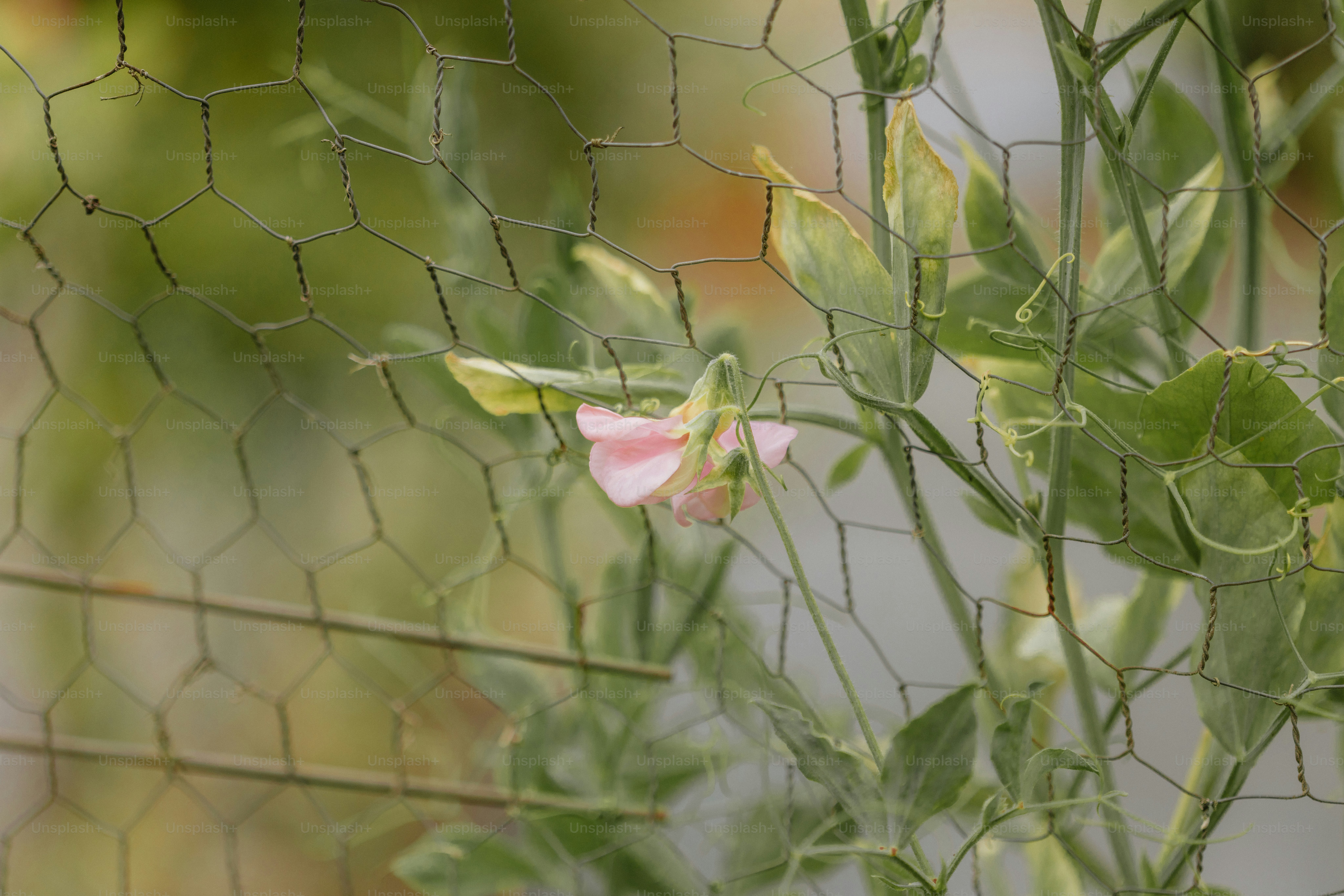 Delicate pink sweet pea flower behind netting