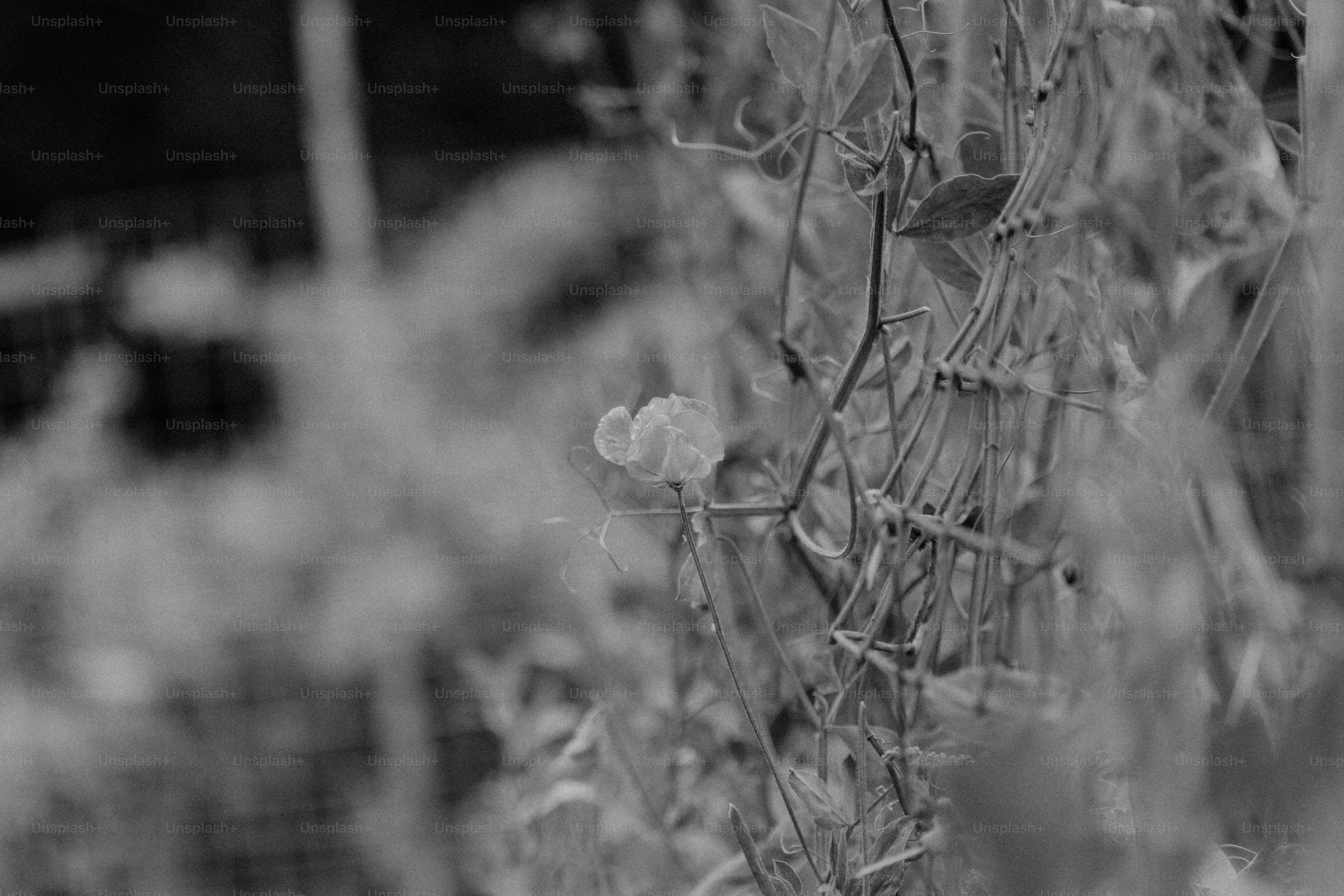 Black and white close-up of delicate vines and leaves.